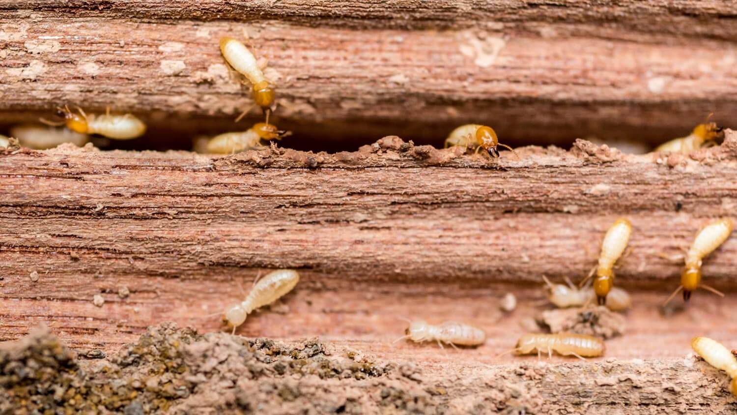 A wood board eaten by termites