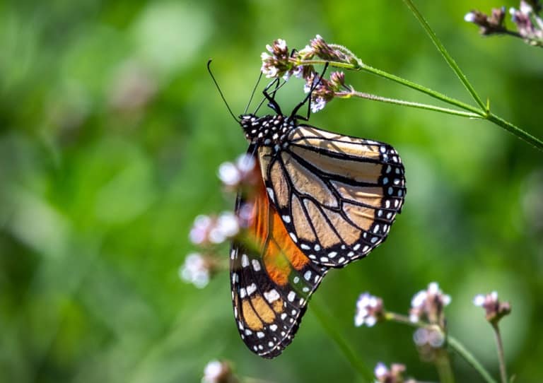 Butterfly on plant