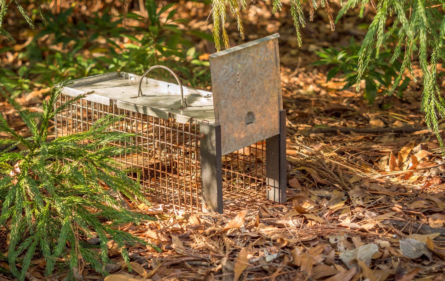 An open animal trap