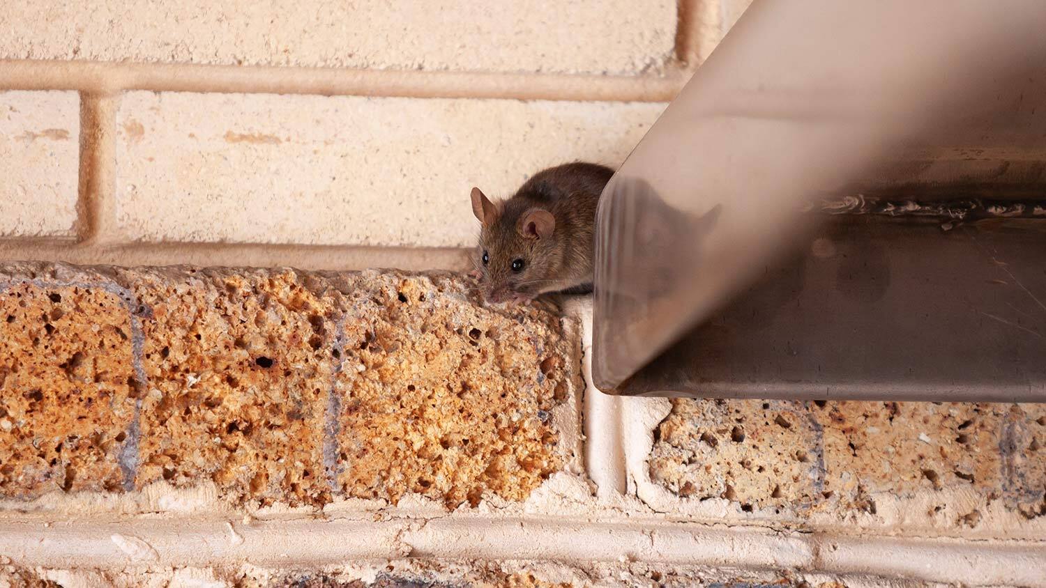 Mouse sneaks through sliding door