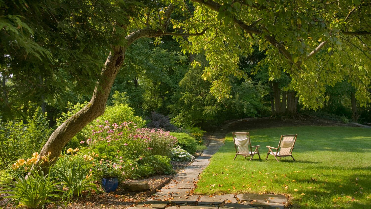 A leaning tree in a garden with two wooden chairs