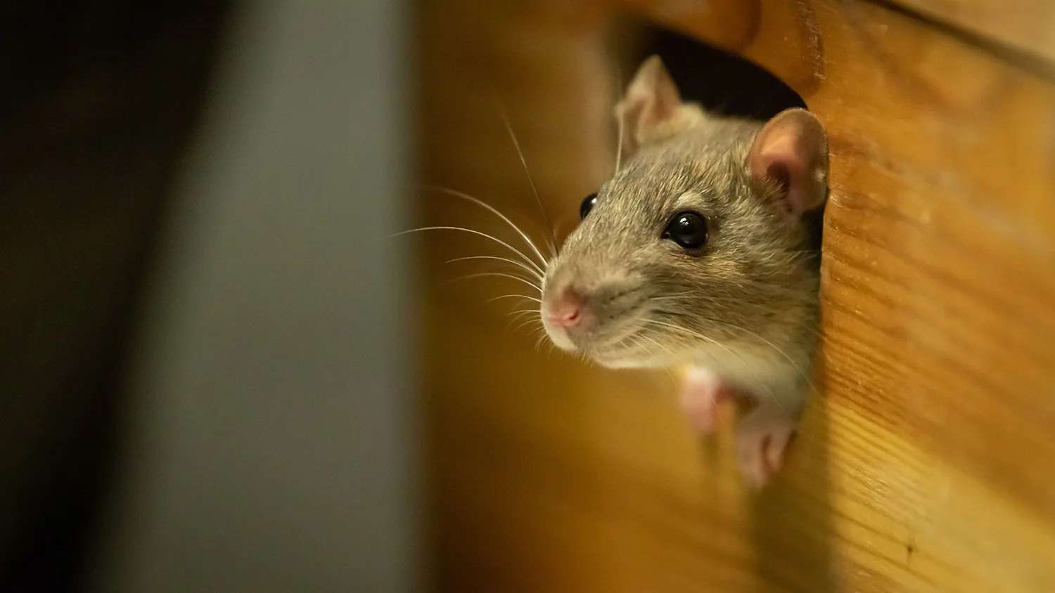 Mouse looking out a hole in a house