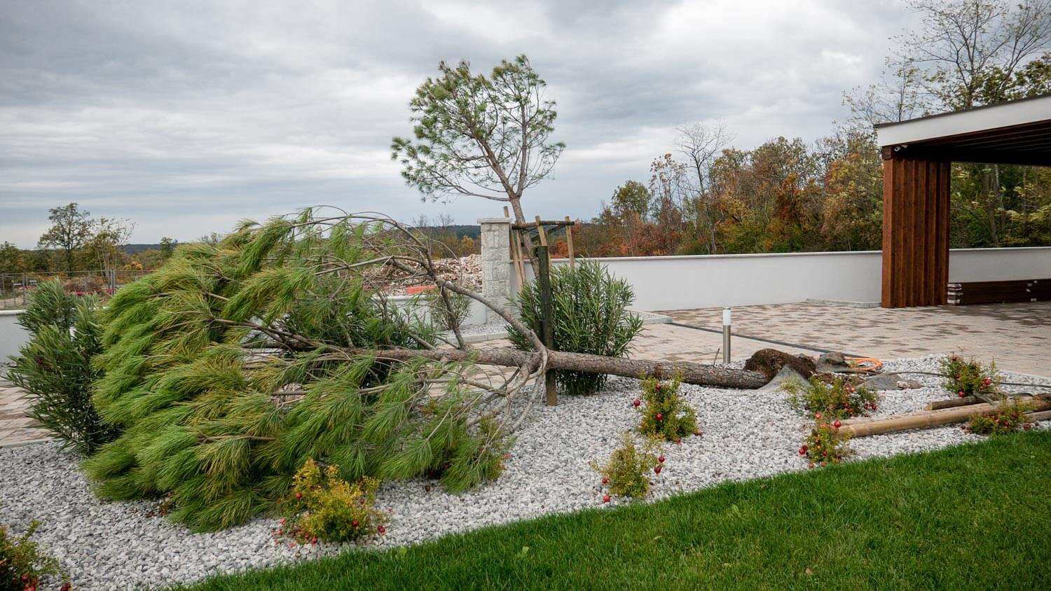 An uprooted young pine tree in a garden
