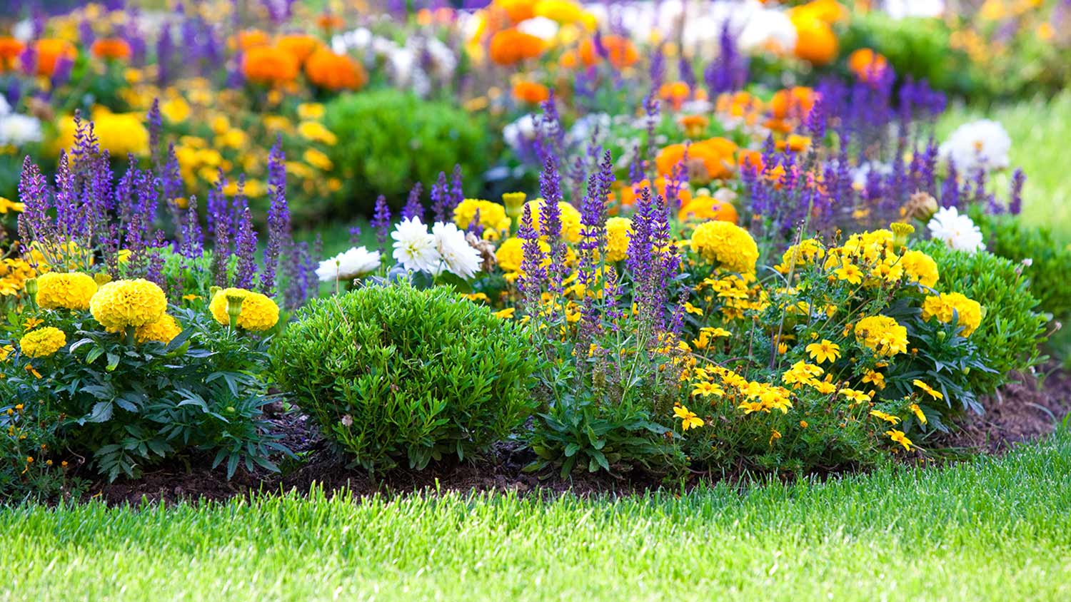 Manicured flower bed