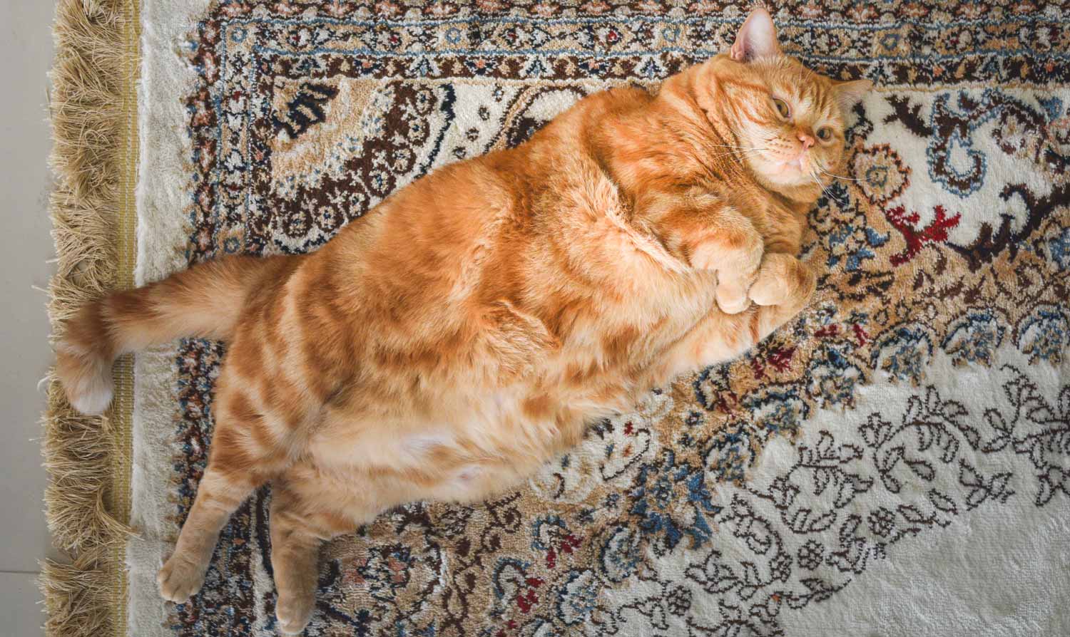 A red cat lays on the carpet