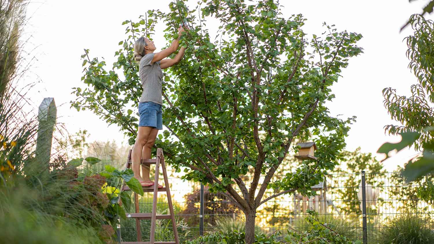Woman on a ladder pruning tree in the garden