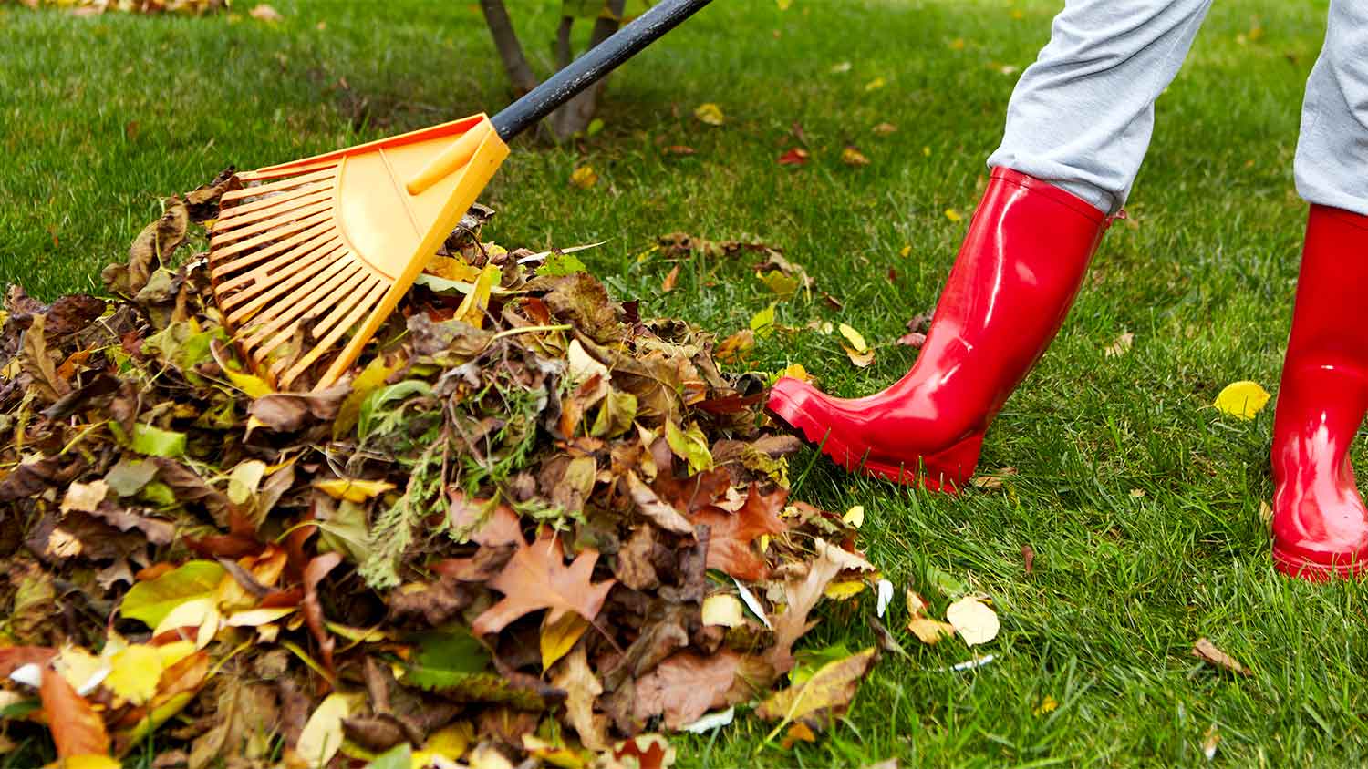 A leaf rake with leaves