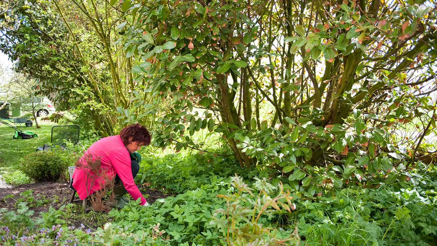 Woman weeding ground around a tree