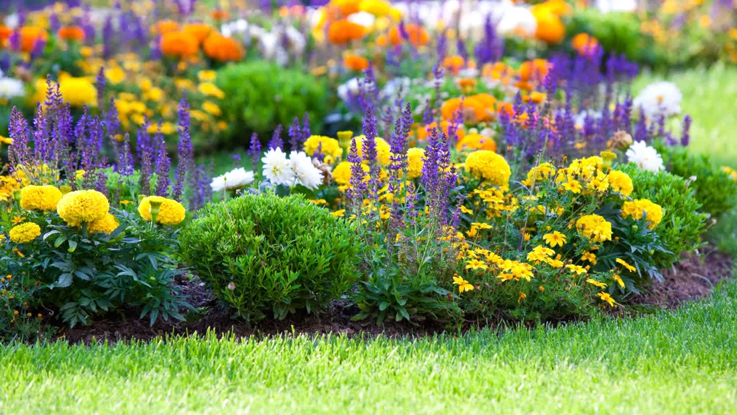 A multicolored flower bed on a lawn