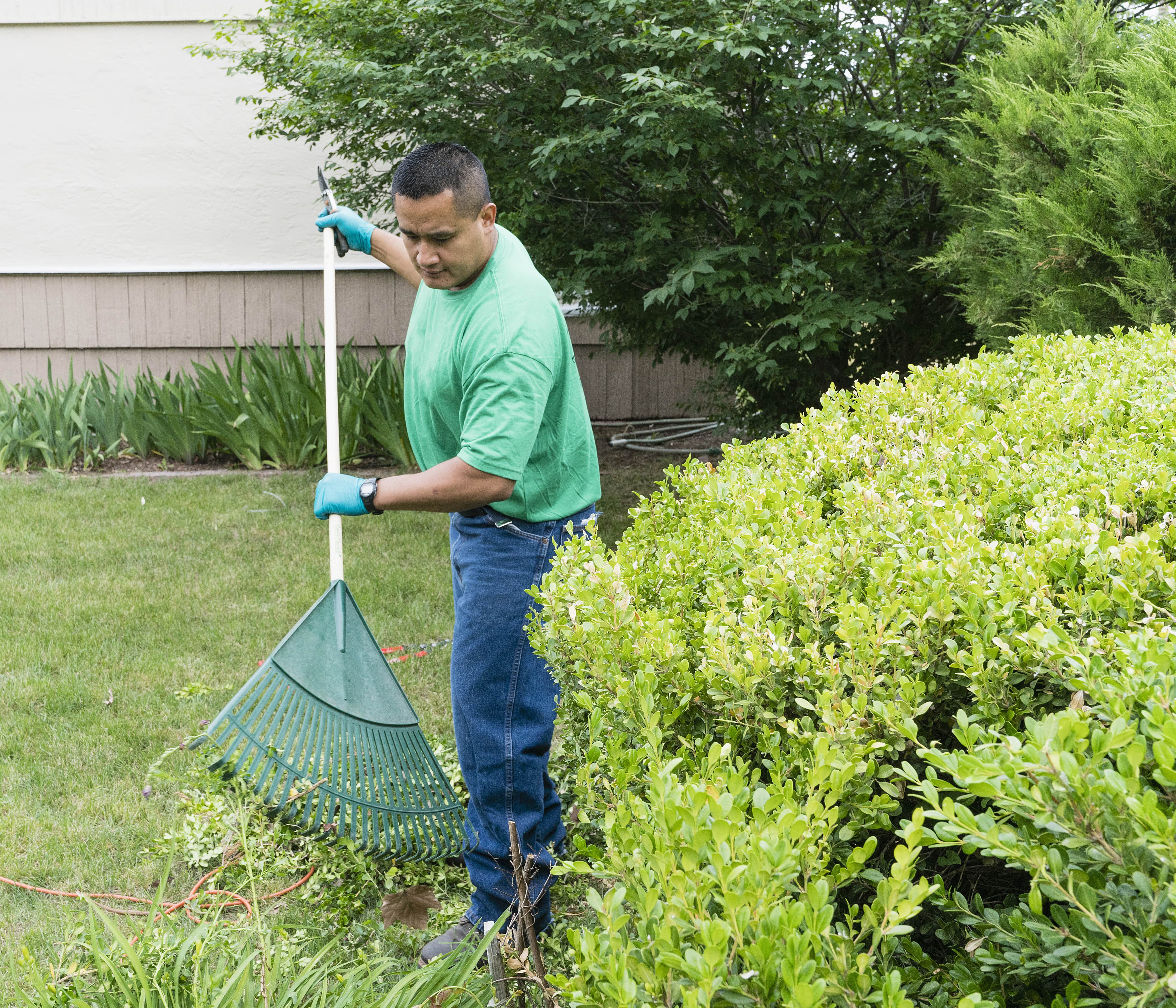 Man raking debris out from underneath hedges