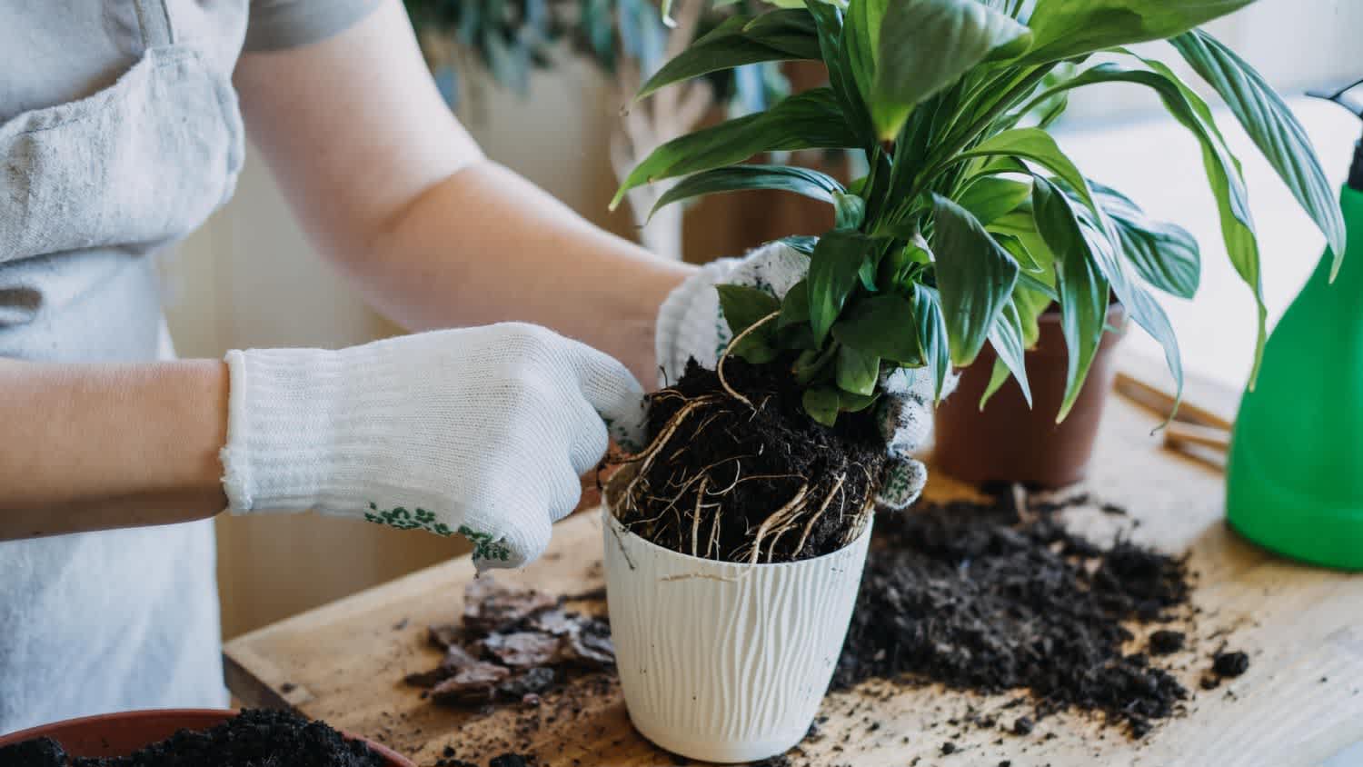 Woman gardener transplanting a plant