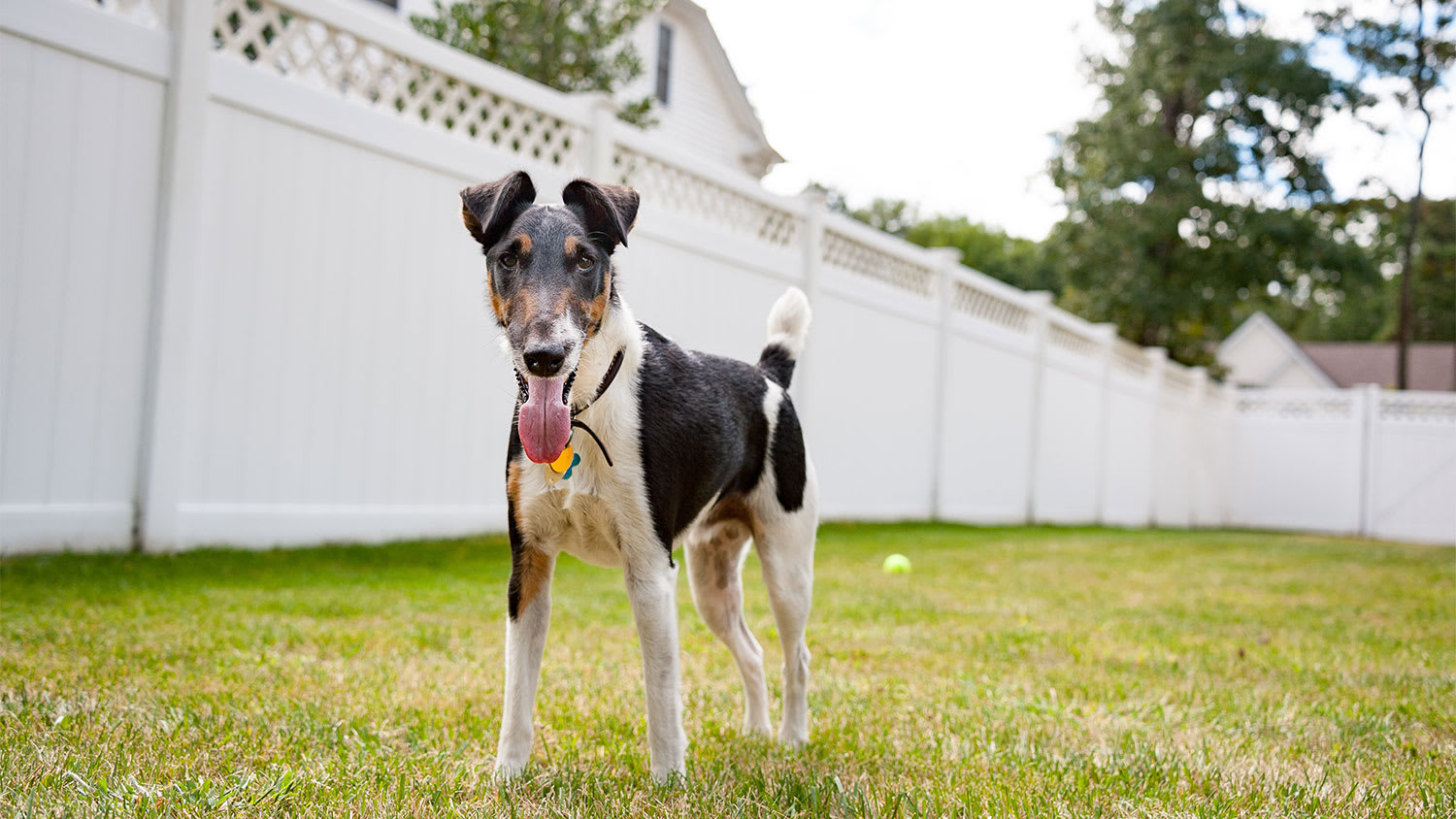 dog in the backyard with white vinyl fence