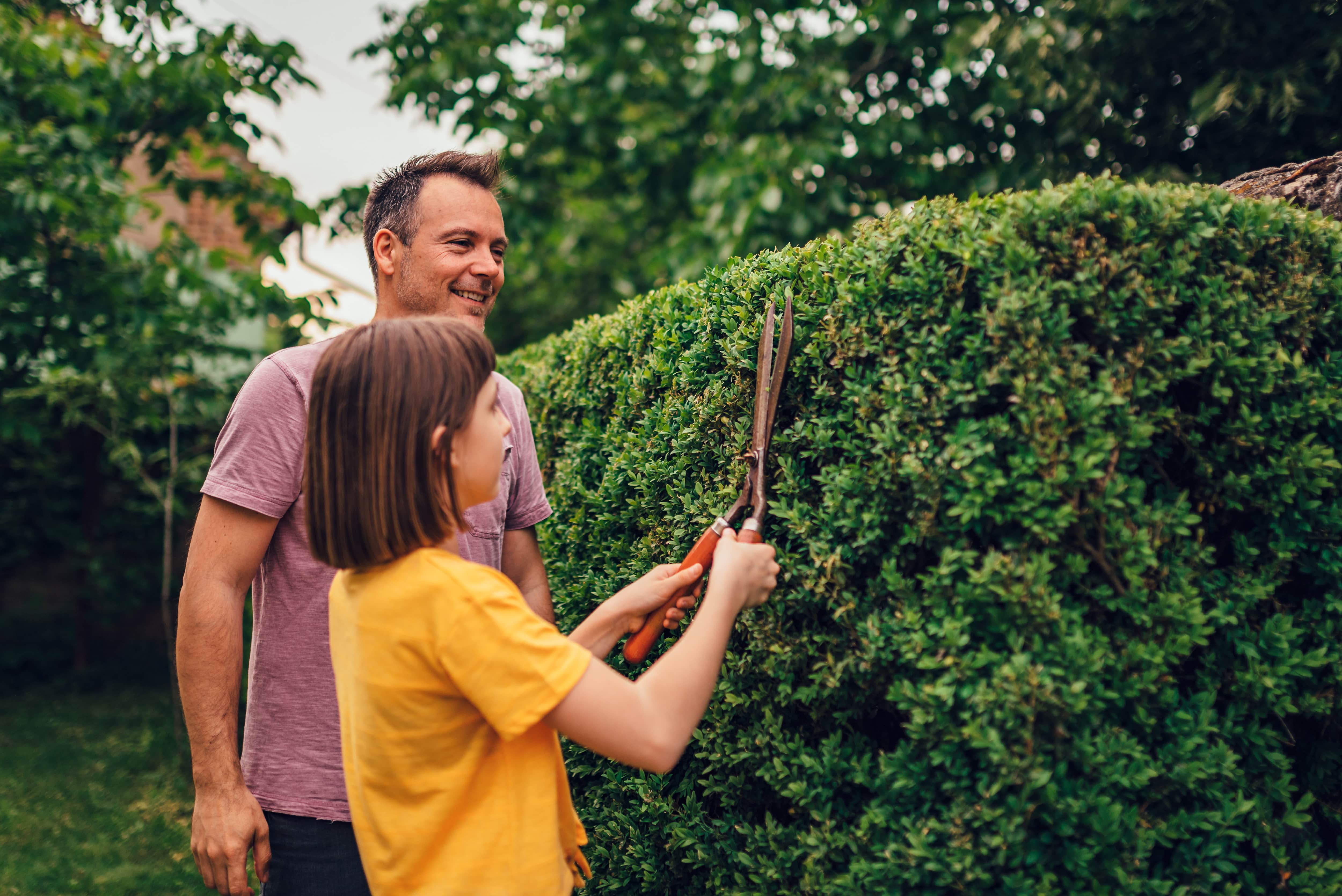 A father and daughter pruning hedges with pruning shears