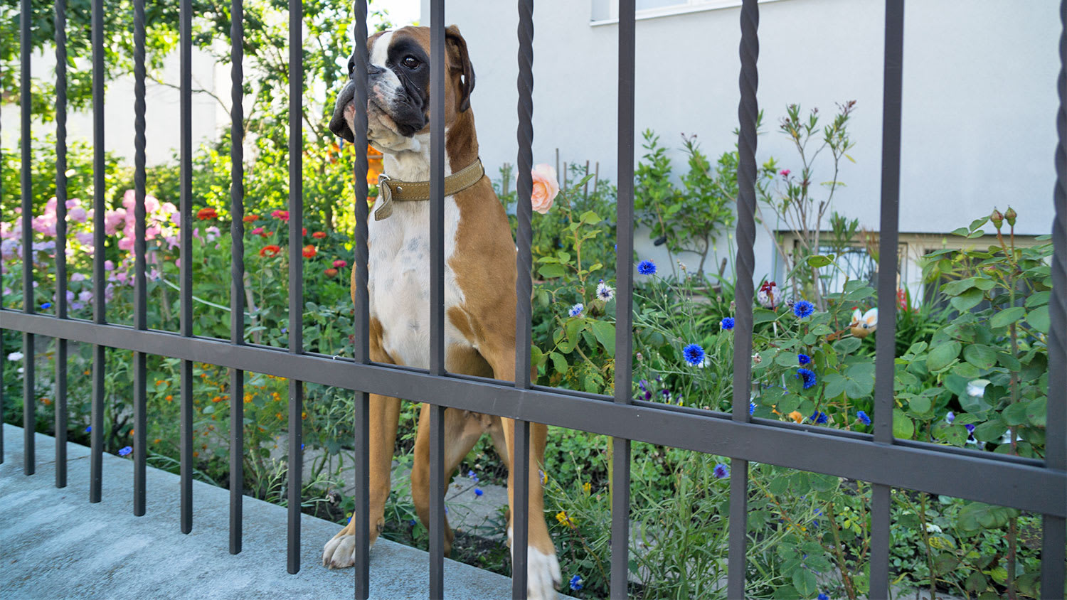 dog behind metal iron fence