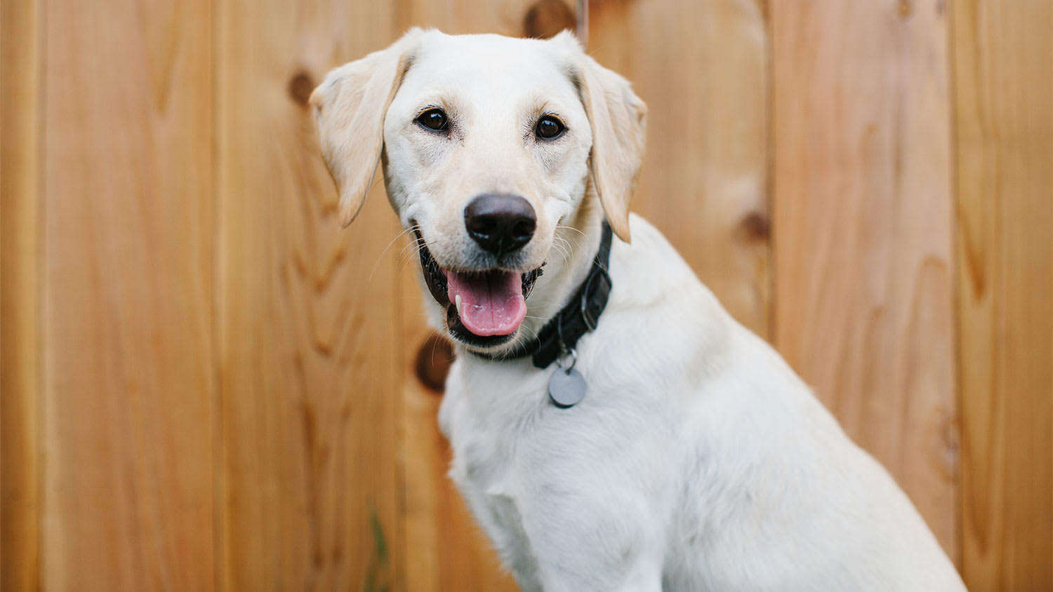 white dog in front of wood fence