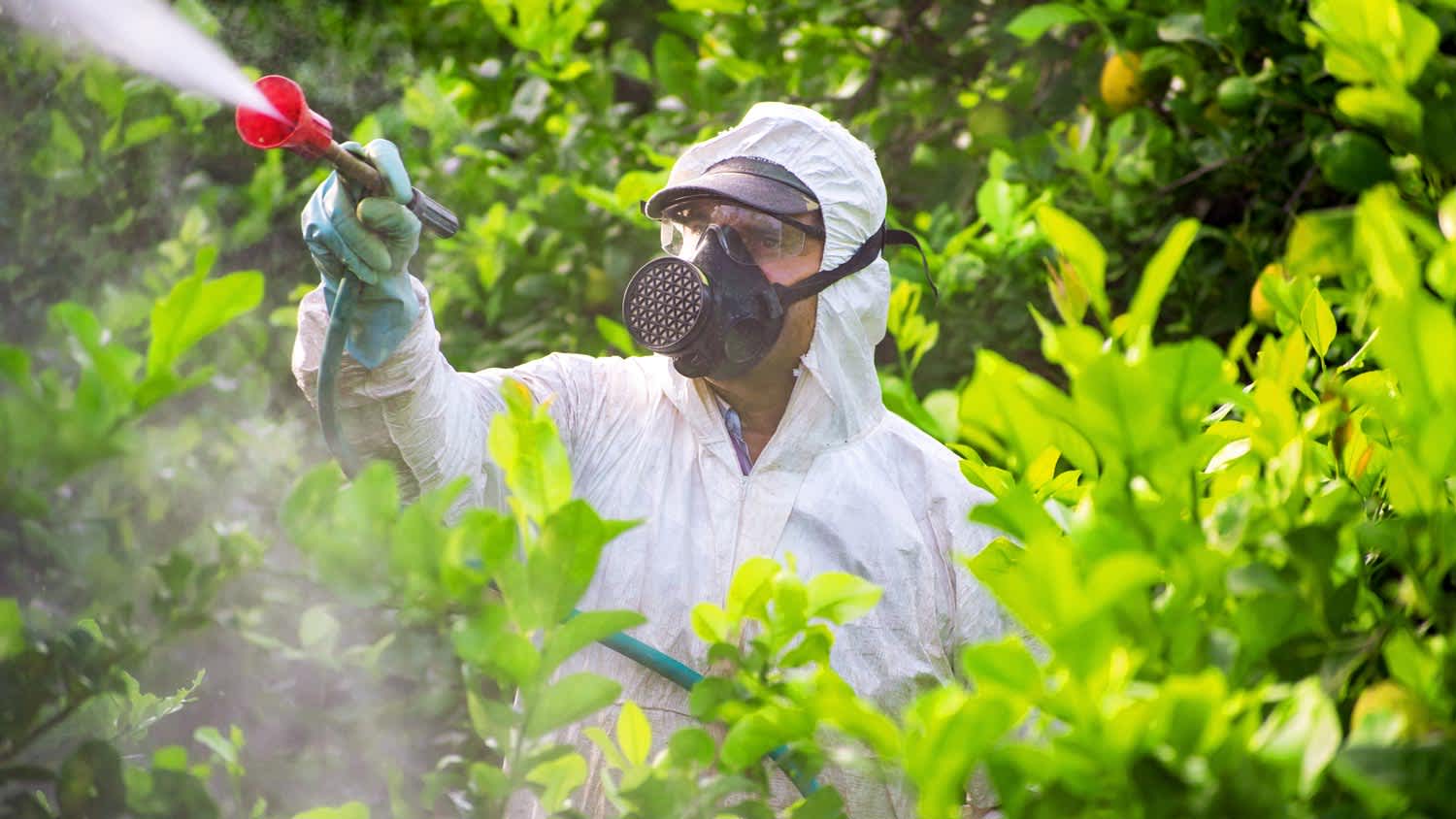 A professional spraying pesticide for mosquito treatment