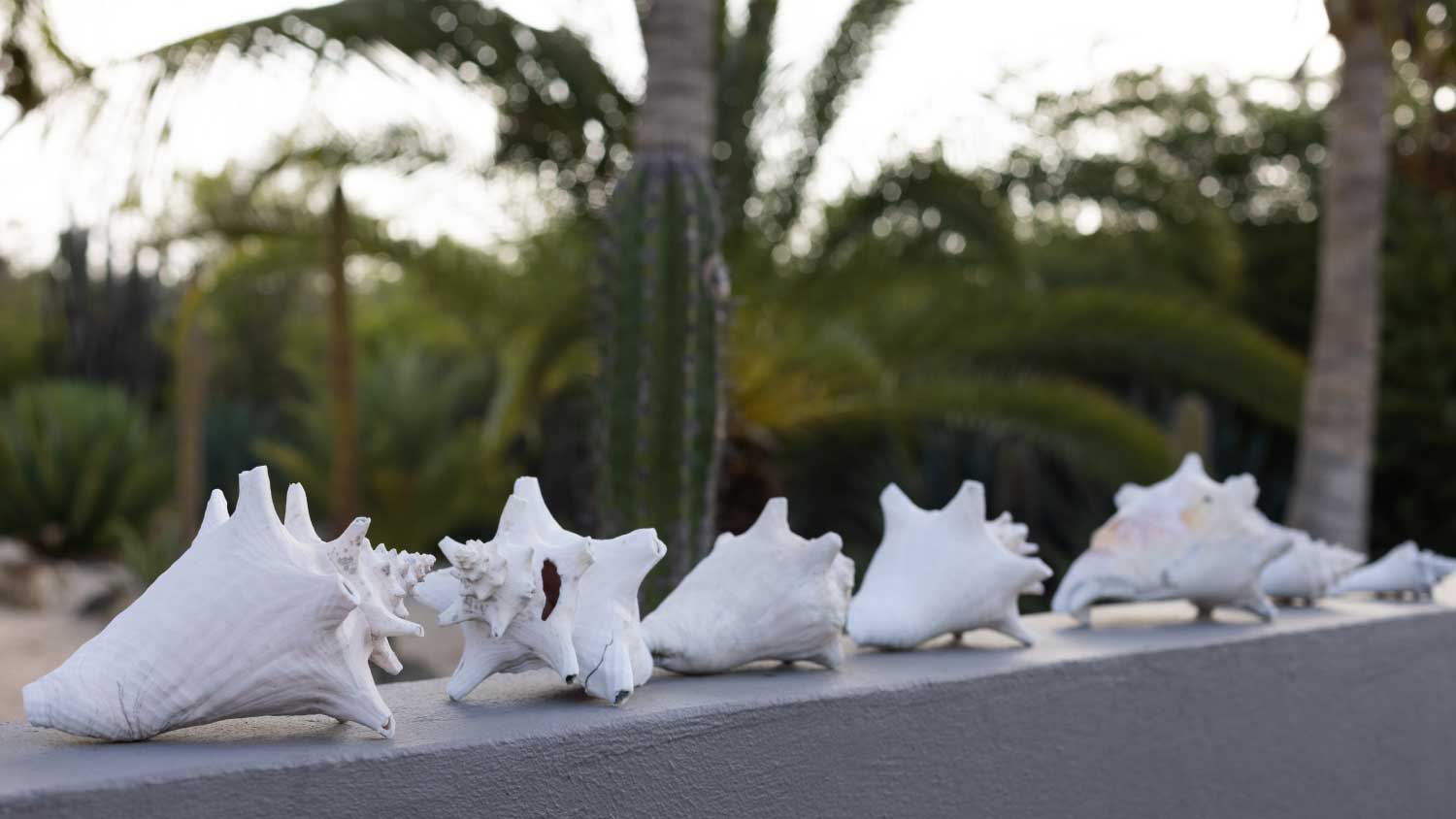 white seashell garden decor