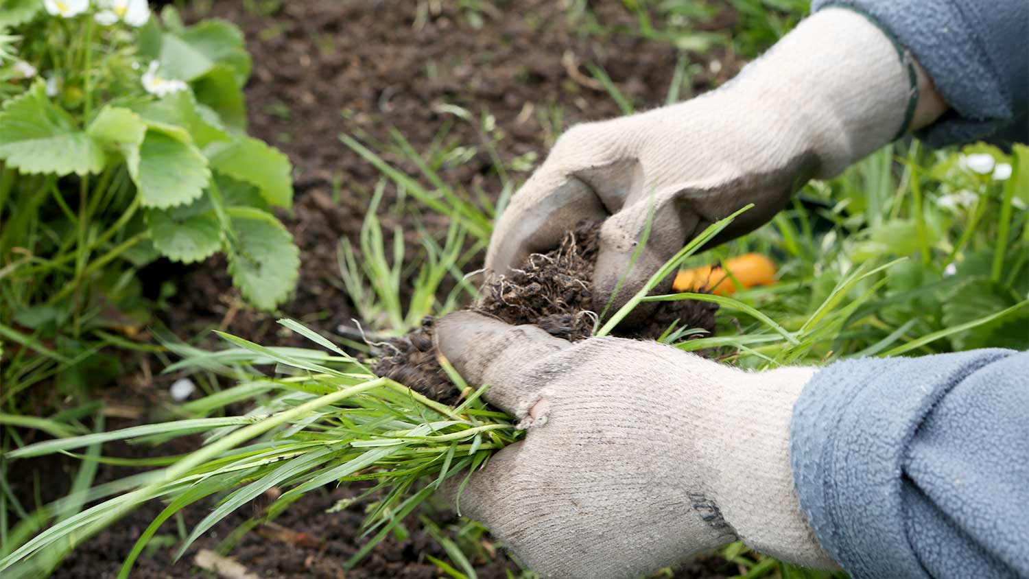 Gloved hands pulling weeds