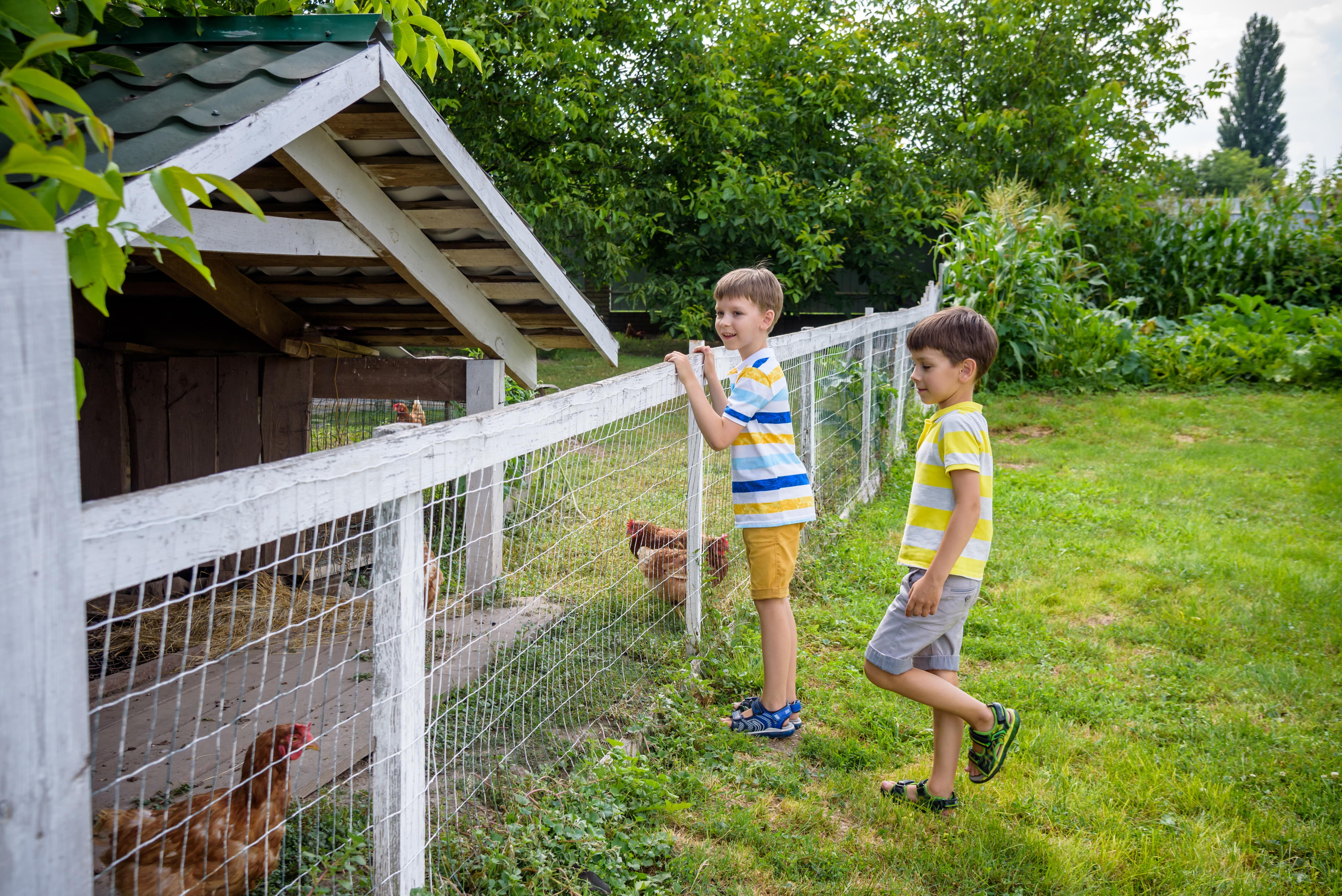 Two boys looking into a fenced-off chicken coop with a run area