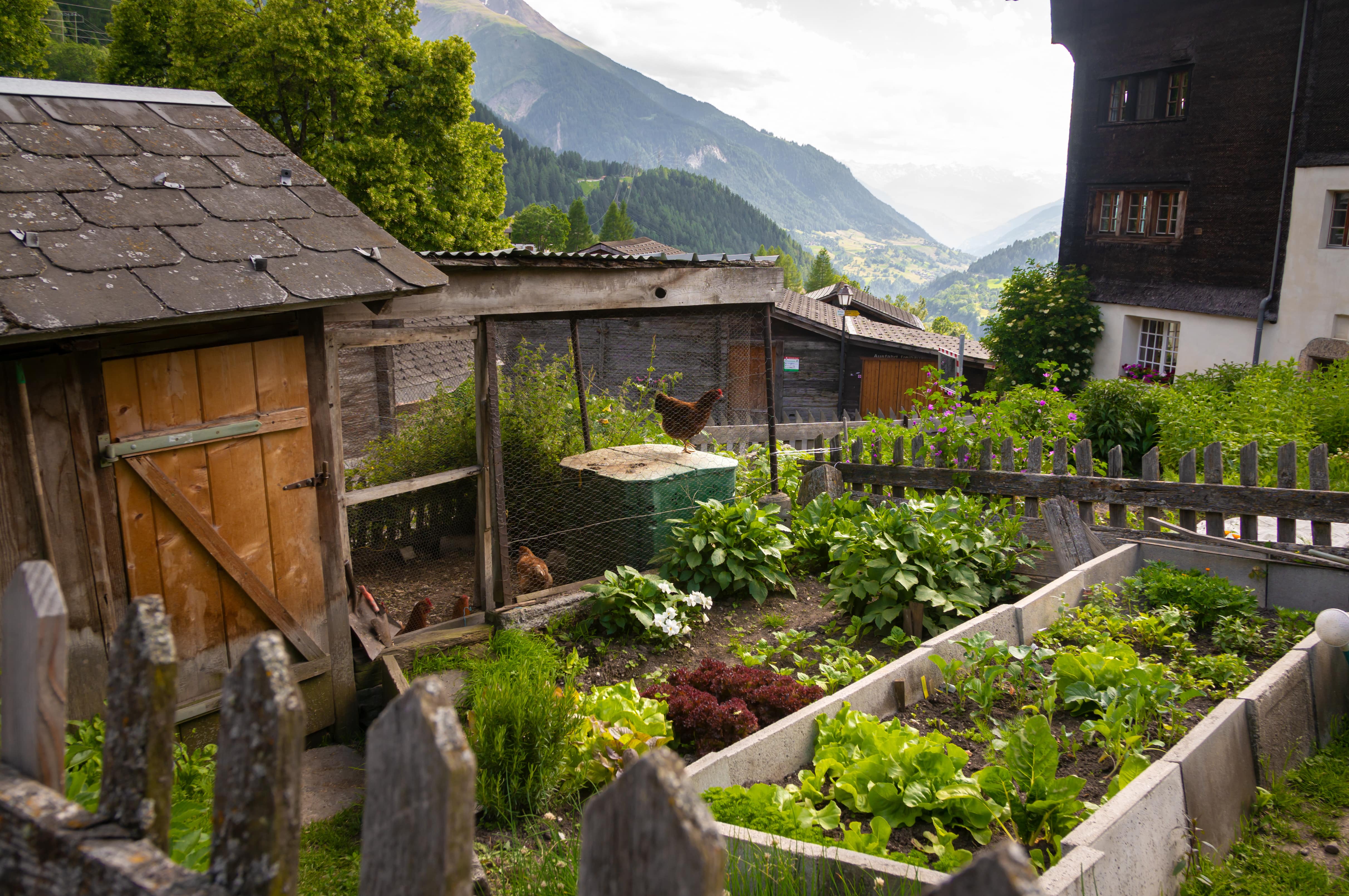 A chicken coop within a fenced-in garden