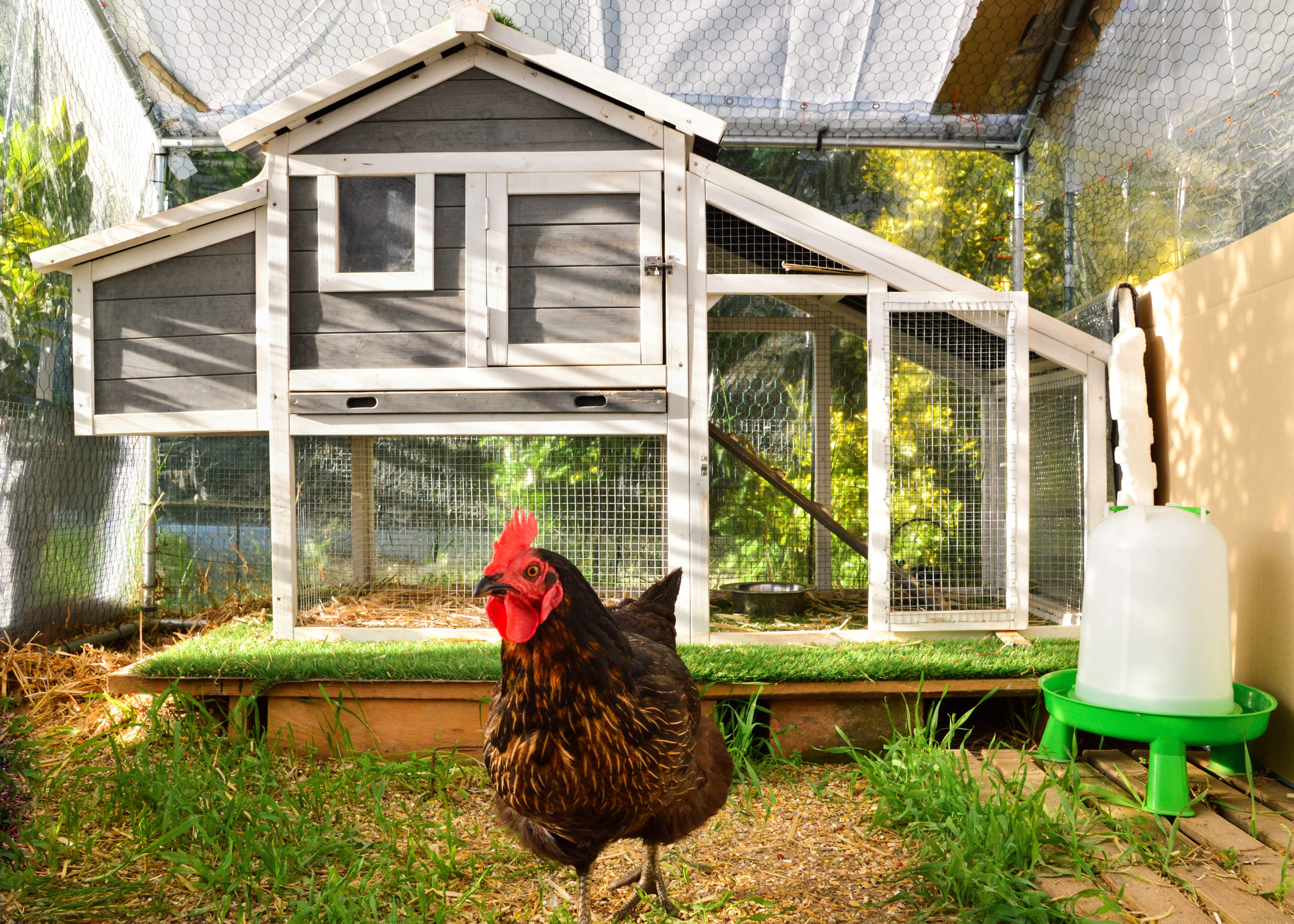 An indoor chicken coop with a small DIY yard in front of it