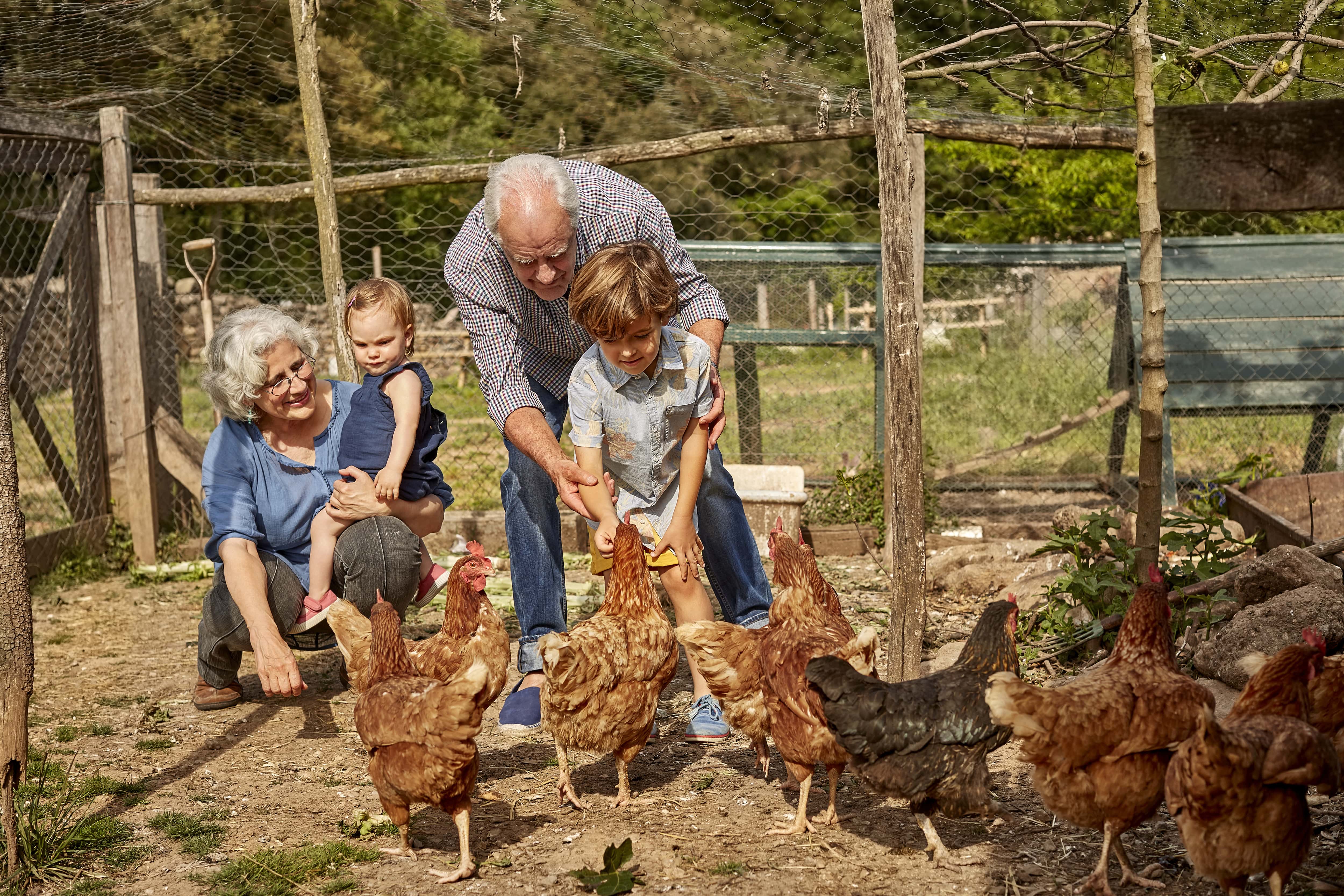 A grandmother and grandfather feed chickens with their grandchildren