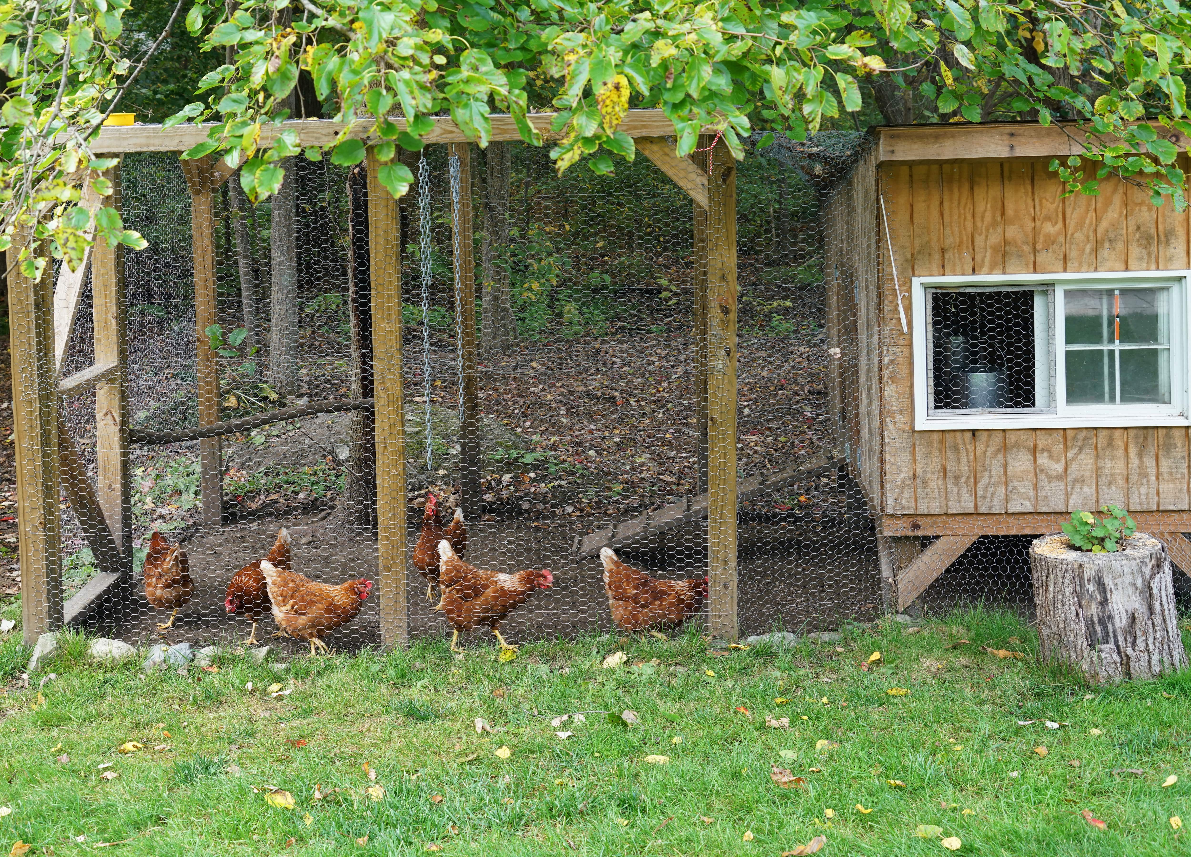 Multiple chickens in the run area of a coop