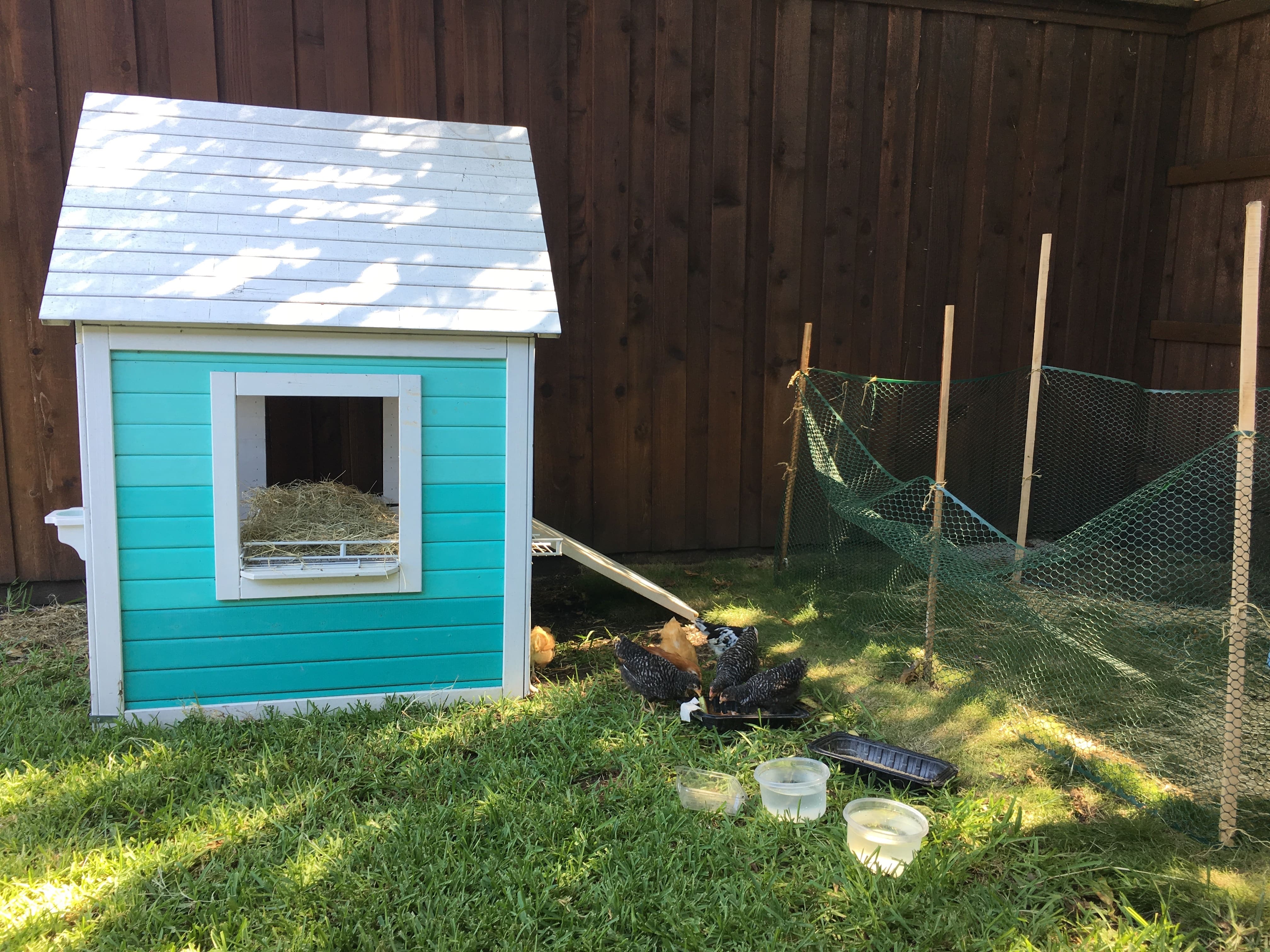 A tiny, light blue chicken coop with chickens grazing nearby