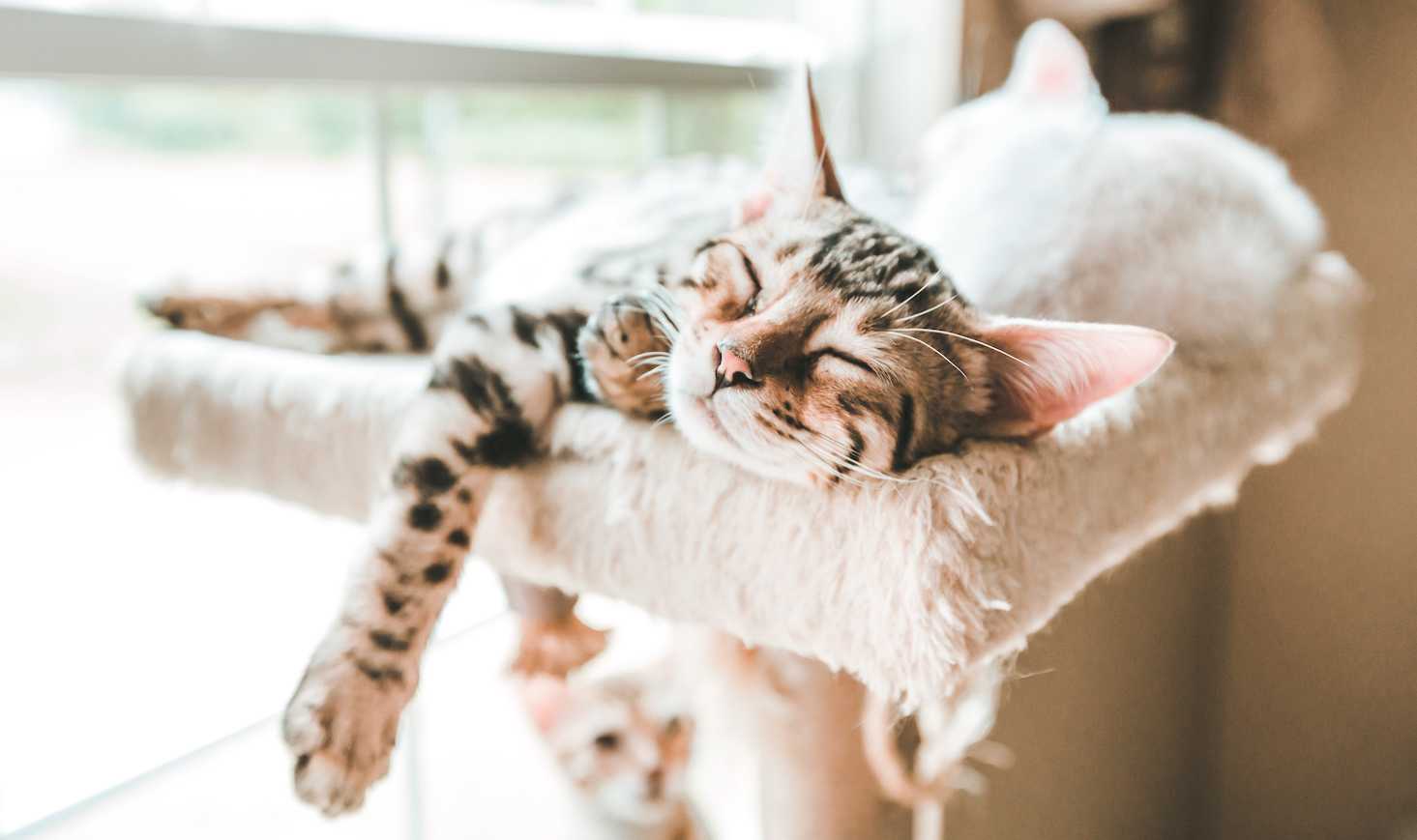 striped cat resting on cat tower bed near a window
