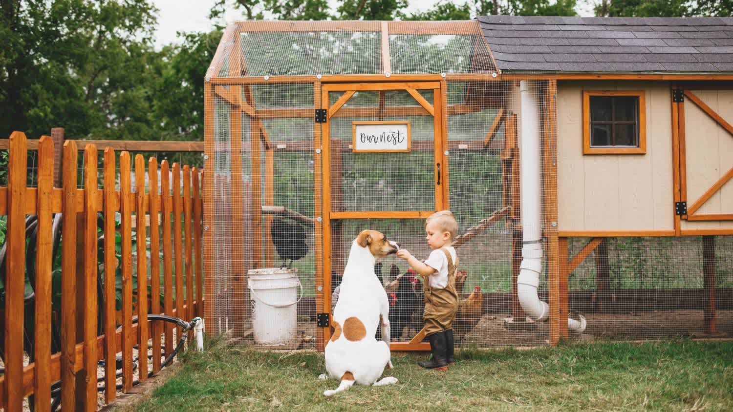 Toddler and dog looking at backyard chicken coop