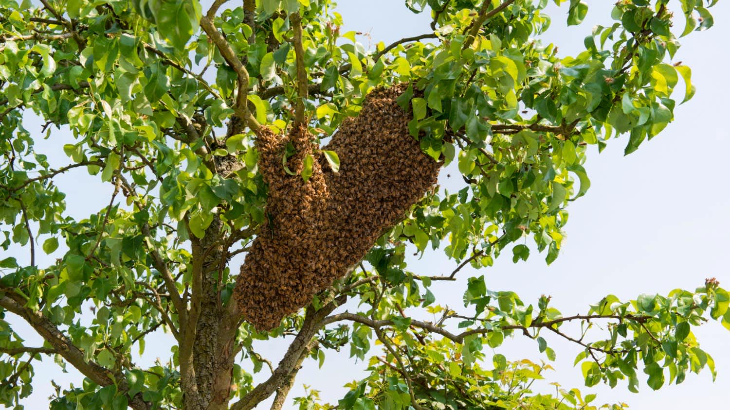 Swarm of bees in a tree