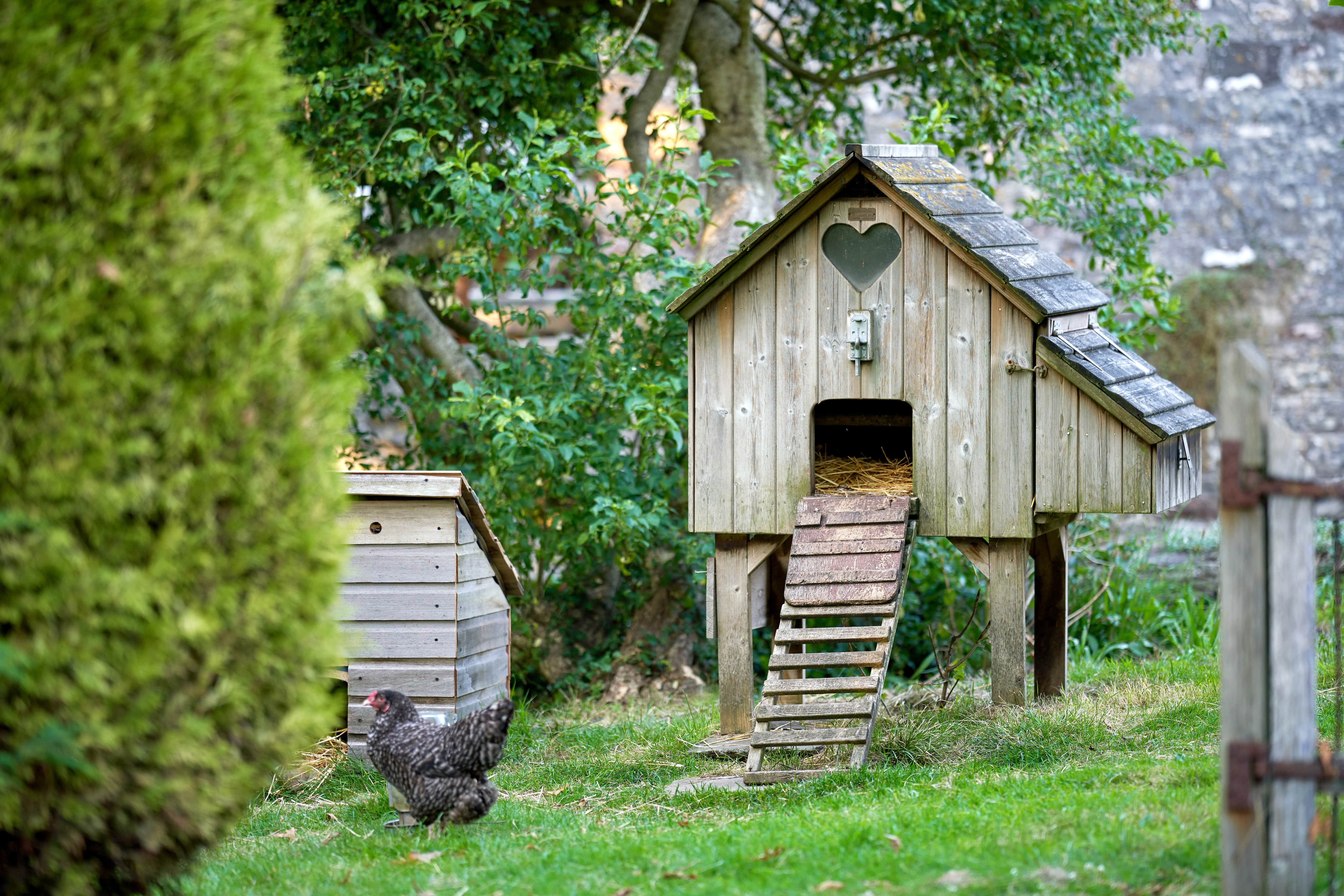A close-up image of a wooden coop with a heart design carved into it