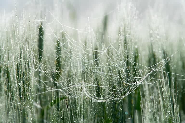 Cobwebs covered in dew