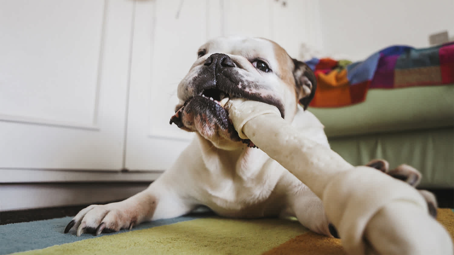 Bull dog chew bone