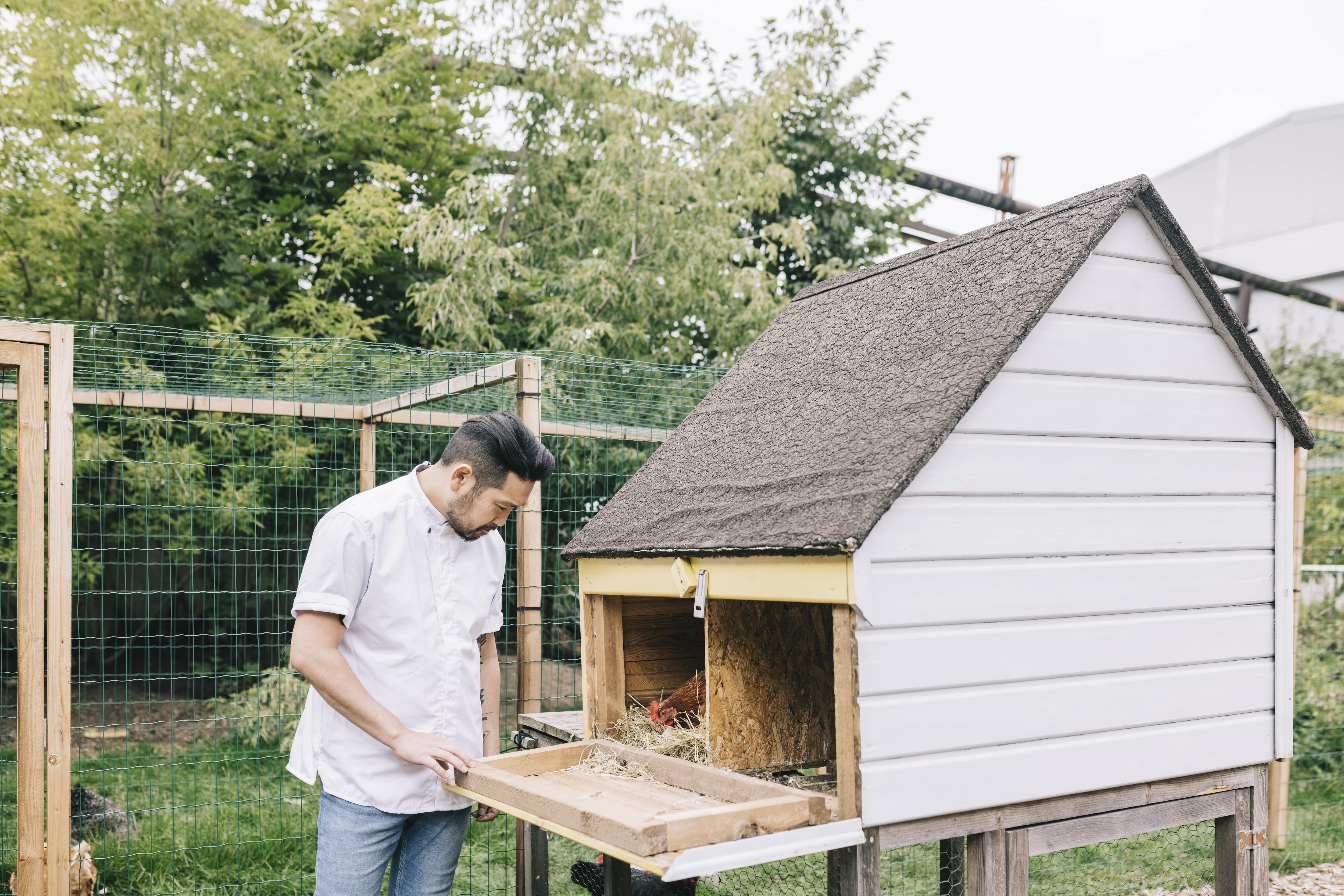 A man checks in on chickens via a drop down door on a coop