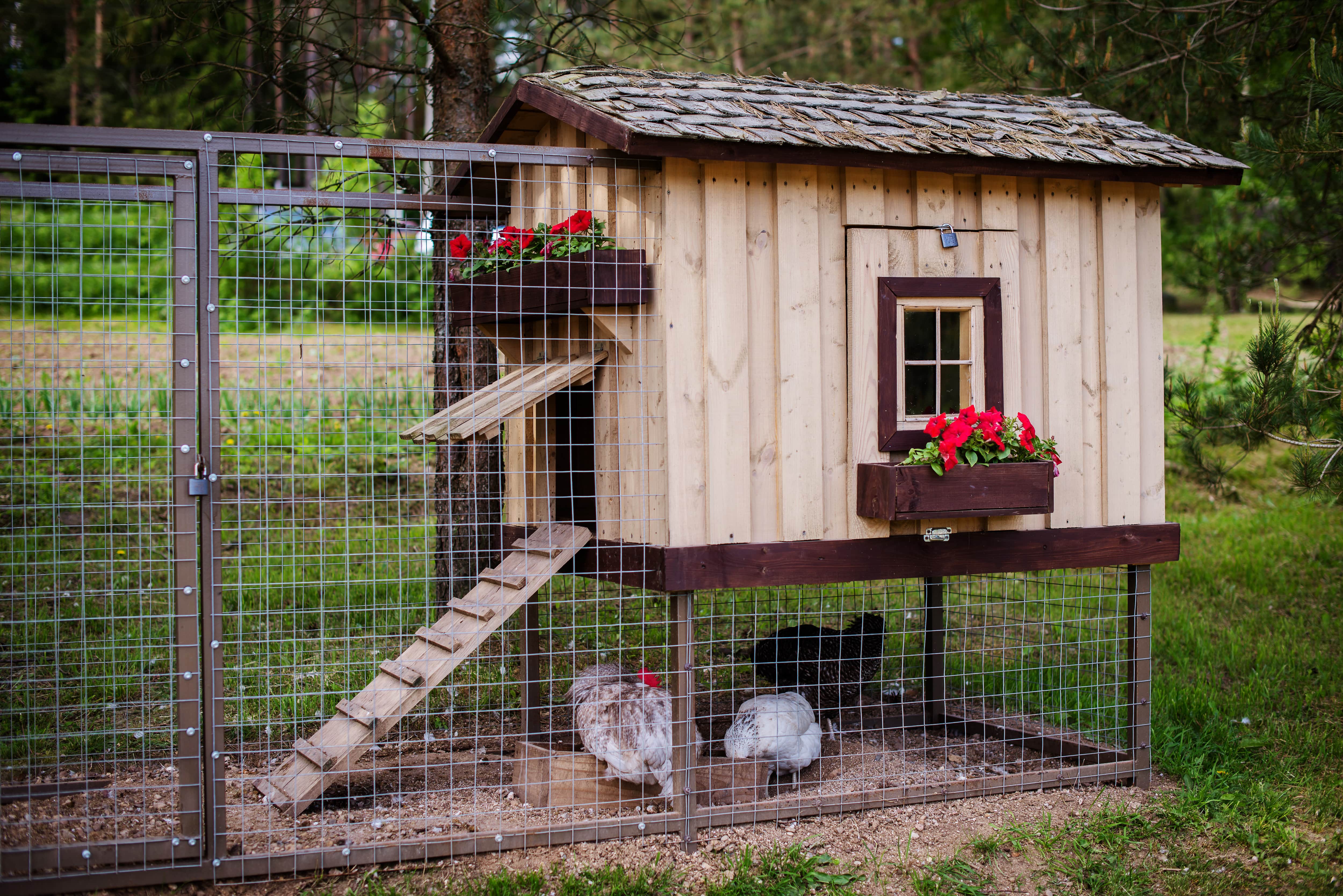 A light-colored chicken coop with vibrant flower planters