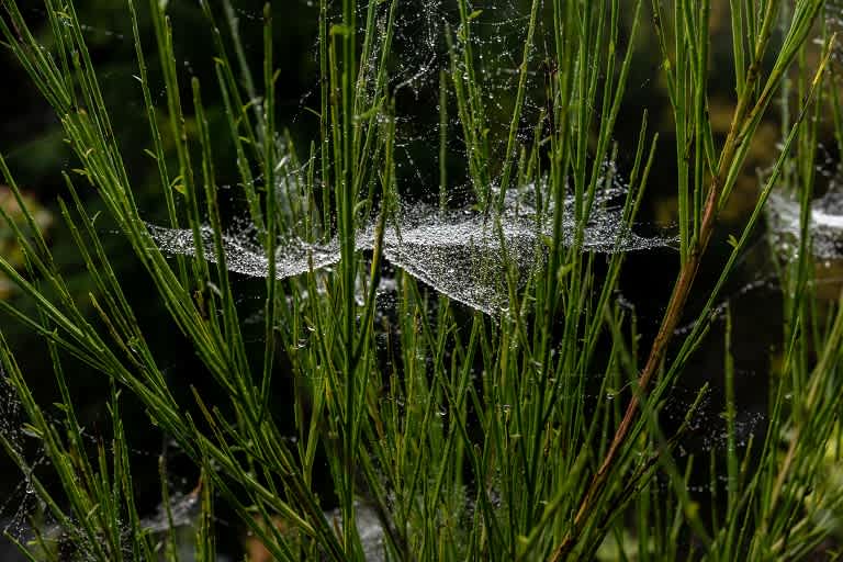 Cobwebs on grass