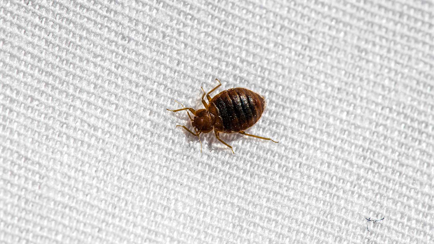 A closeup of a bedbug