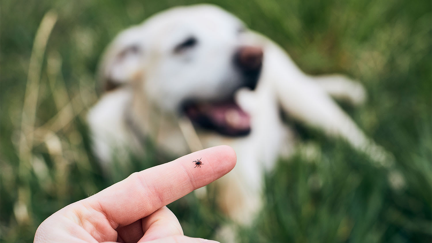 A tick on a finger with a dog in the background