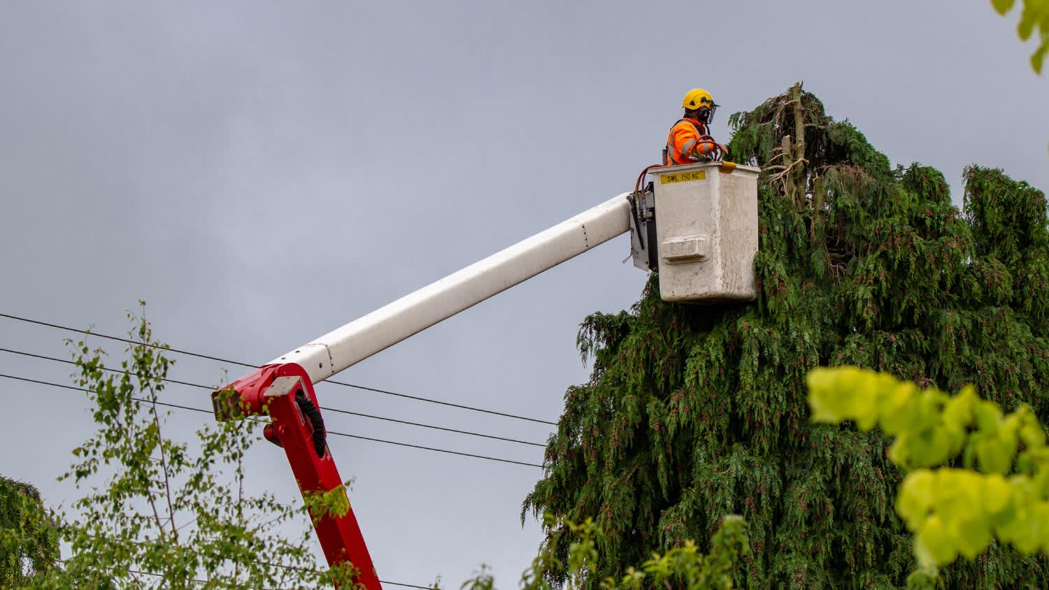 An arborist trims trees around power lines