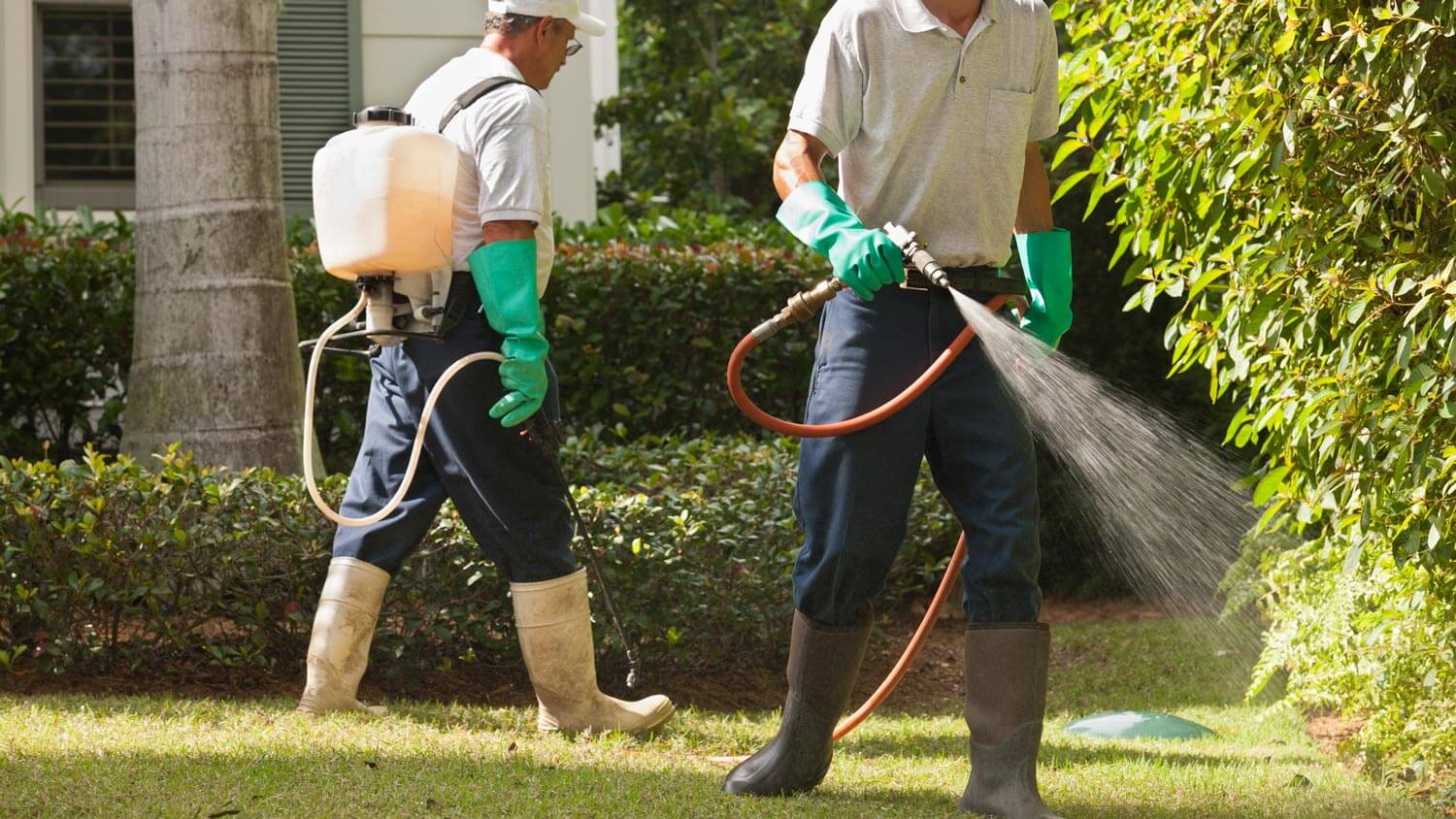 Technicians doing a pest control on lawn