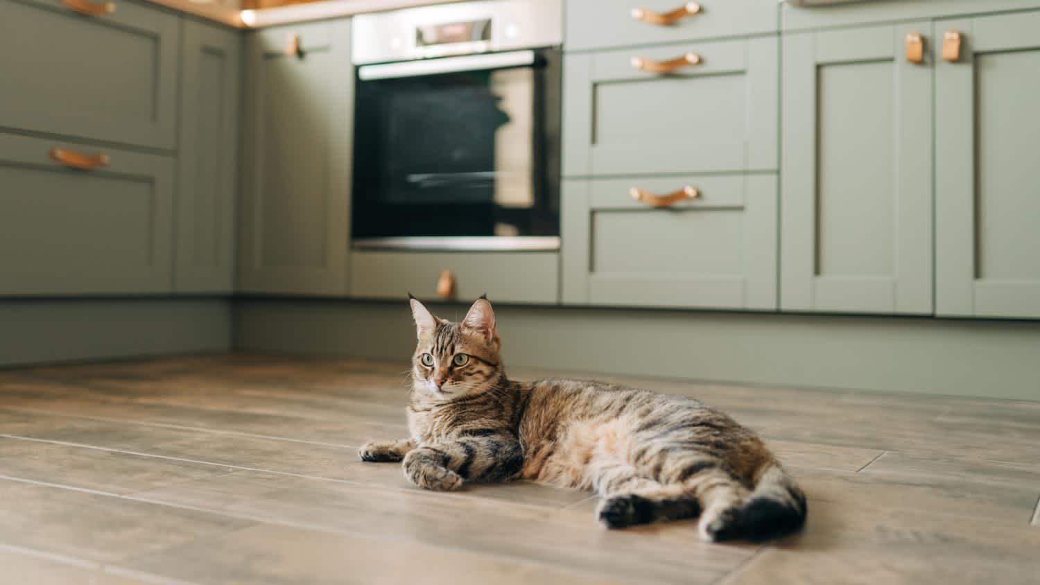 A cat resting in the kitchen