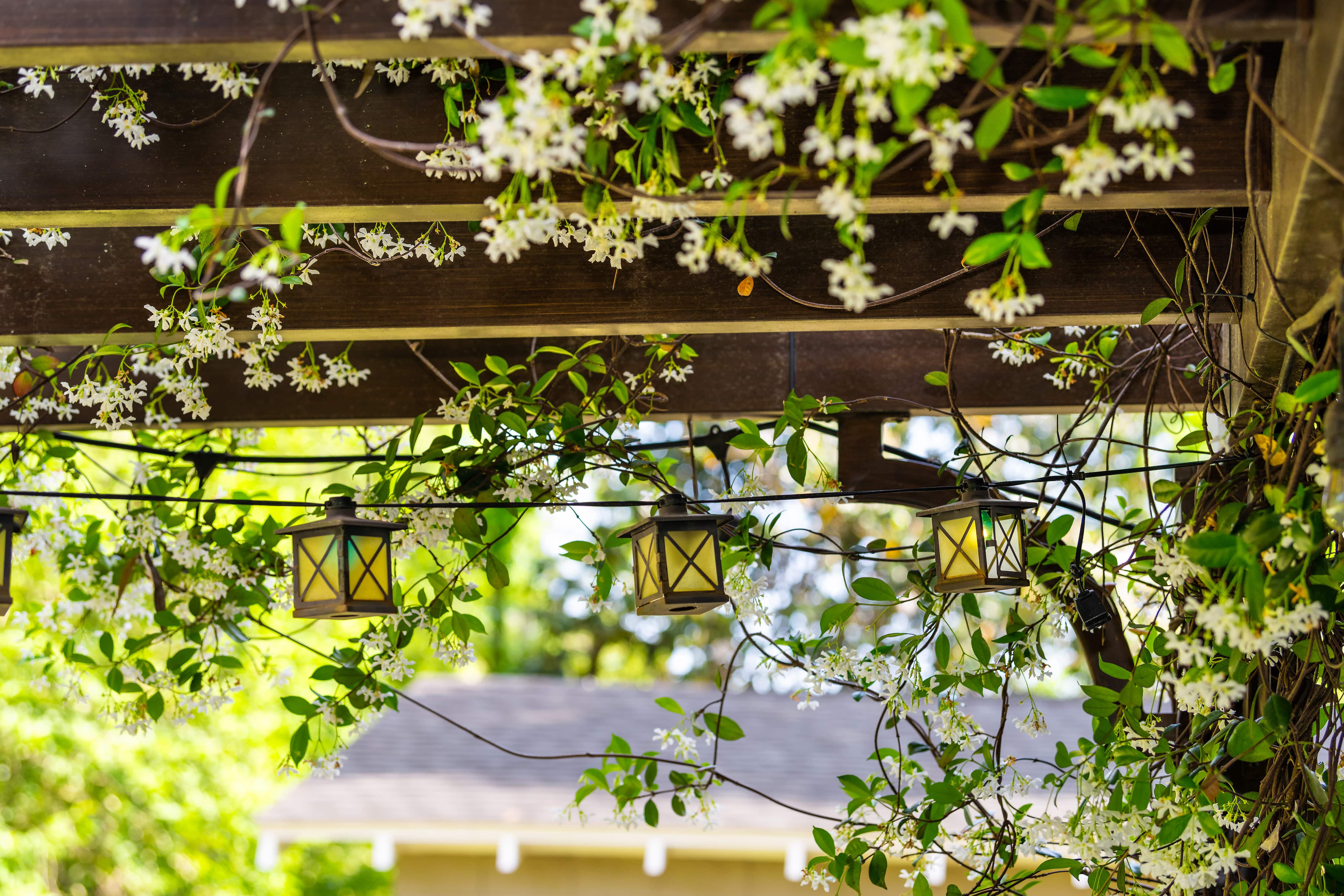 String lanterns hung from pergola
