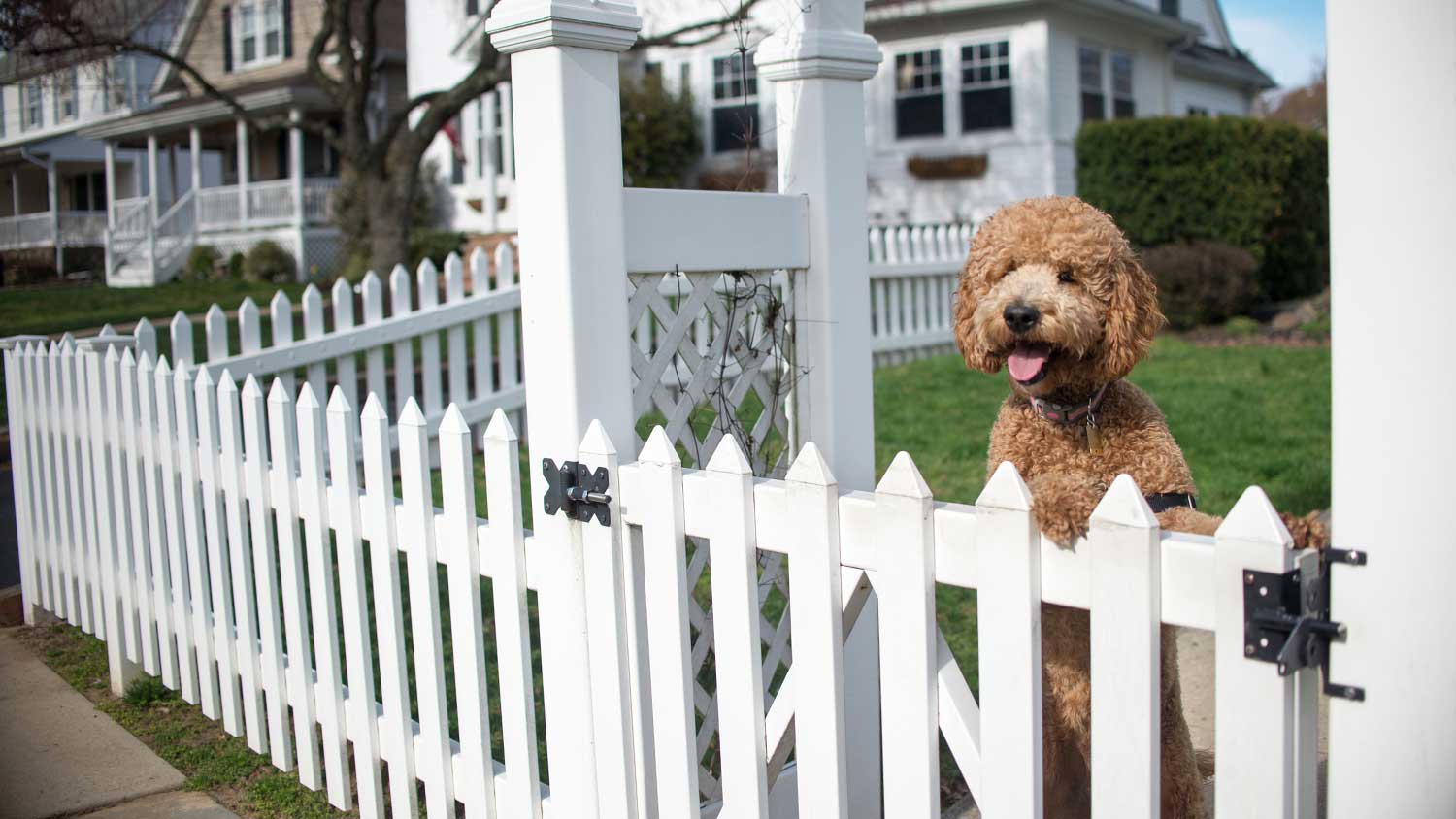 Dog in front yard looking over the fence