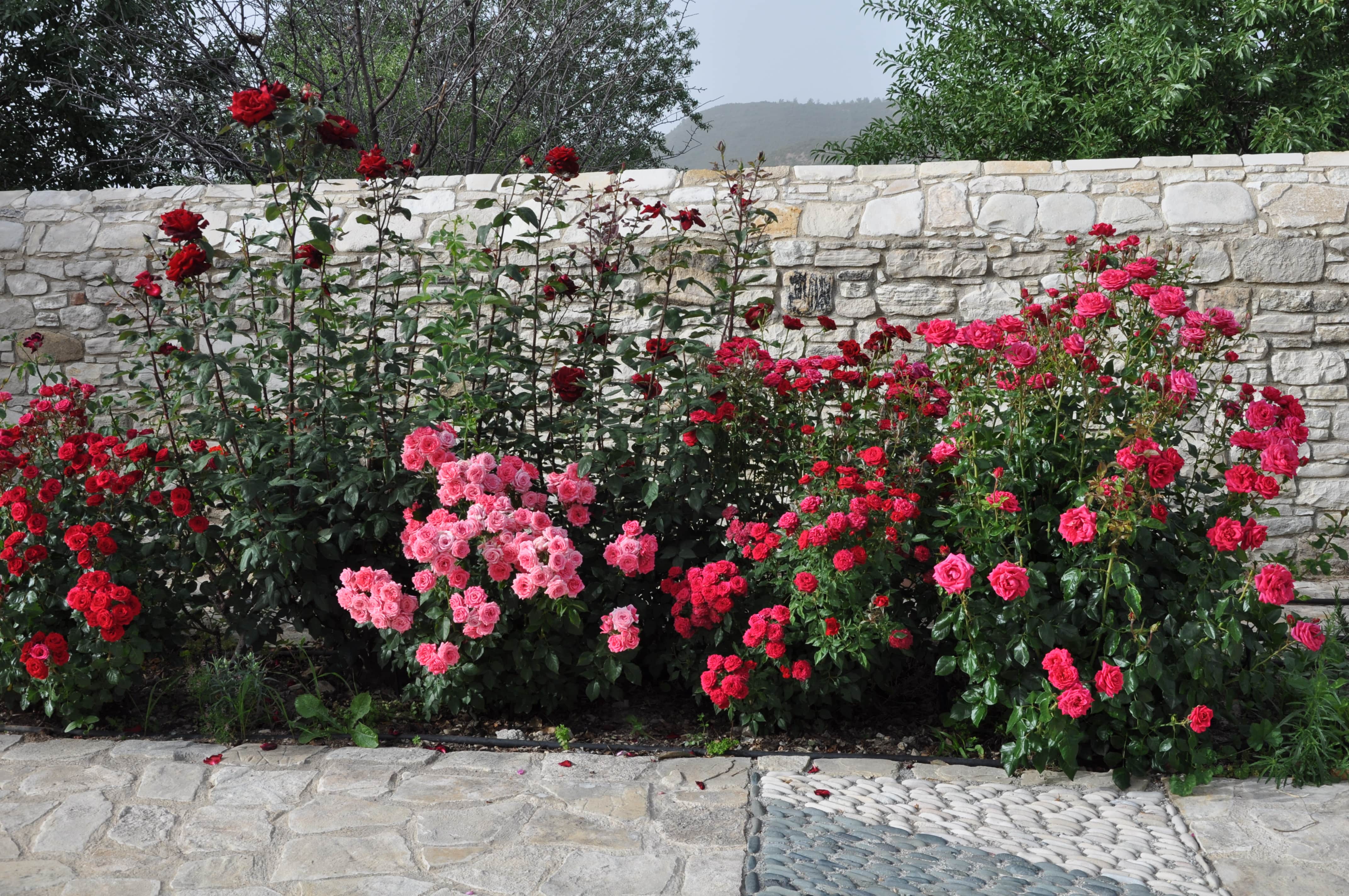 A stone fence with vibrant flowers growing in front of it