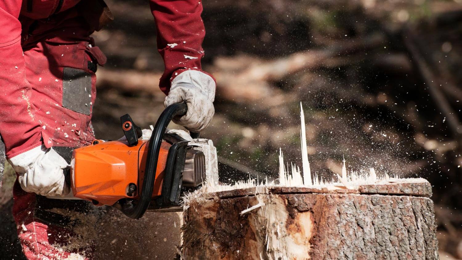 A man cutting a tree stump with a chainsaw