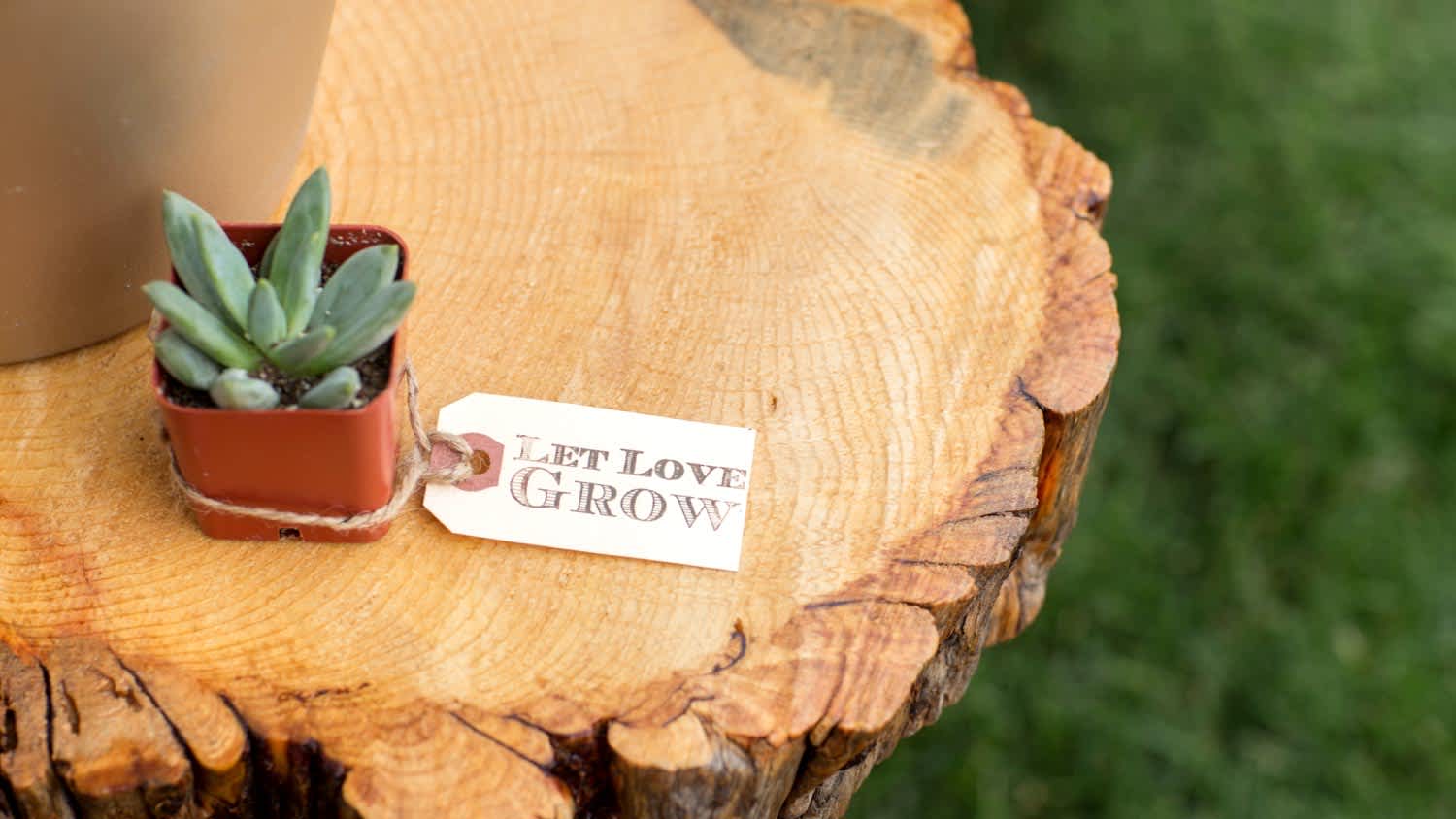 A small potted cactus with a tag that reads