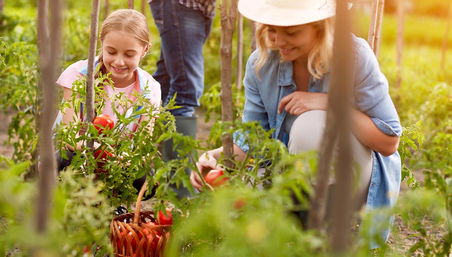 Family picks tomatoes