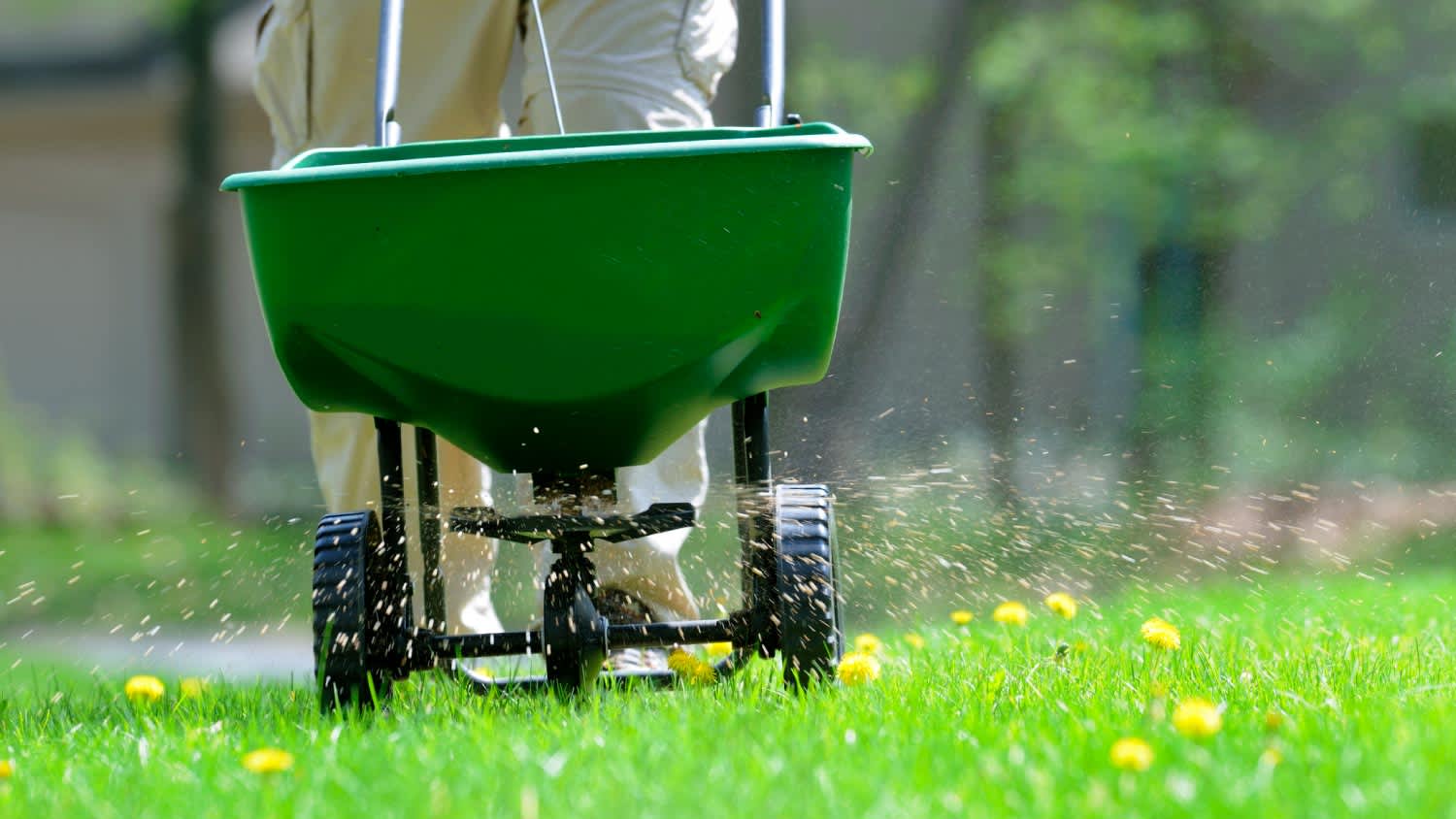 A man spreading fertilizer and weed killer on the lawn