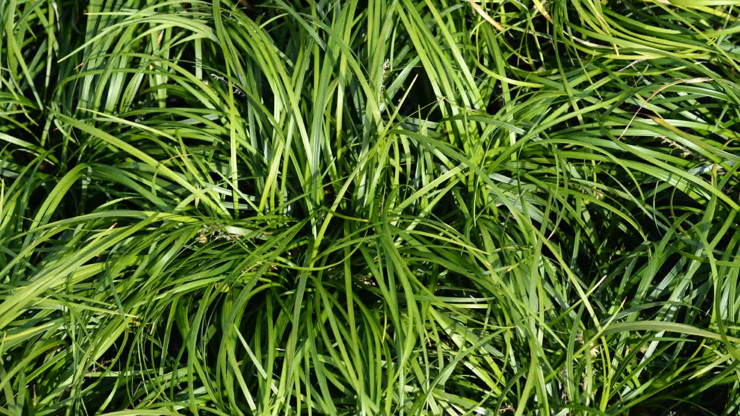 A close up of big blue lilyturf